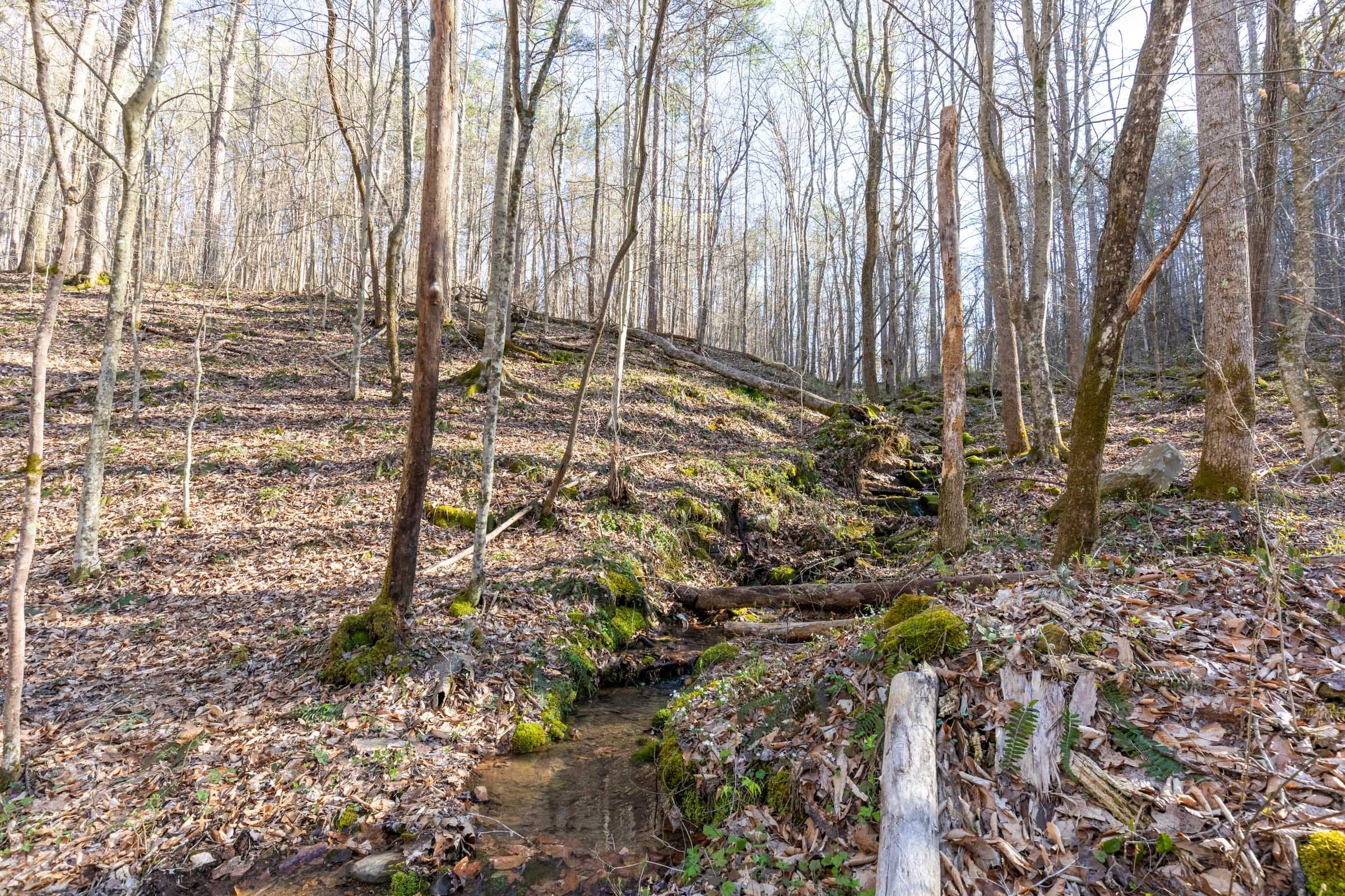 Woodland Heights Tract 16 photo 8
