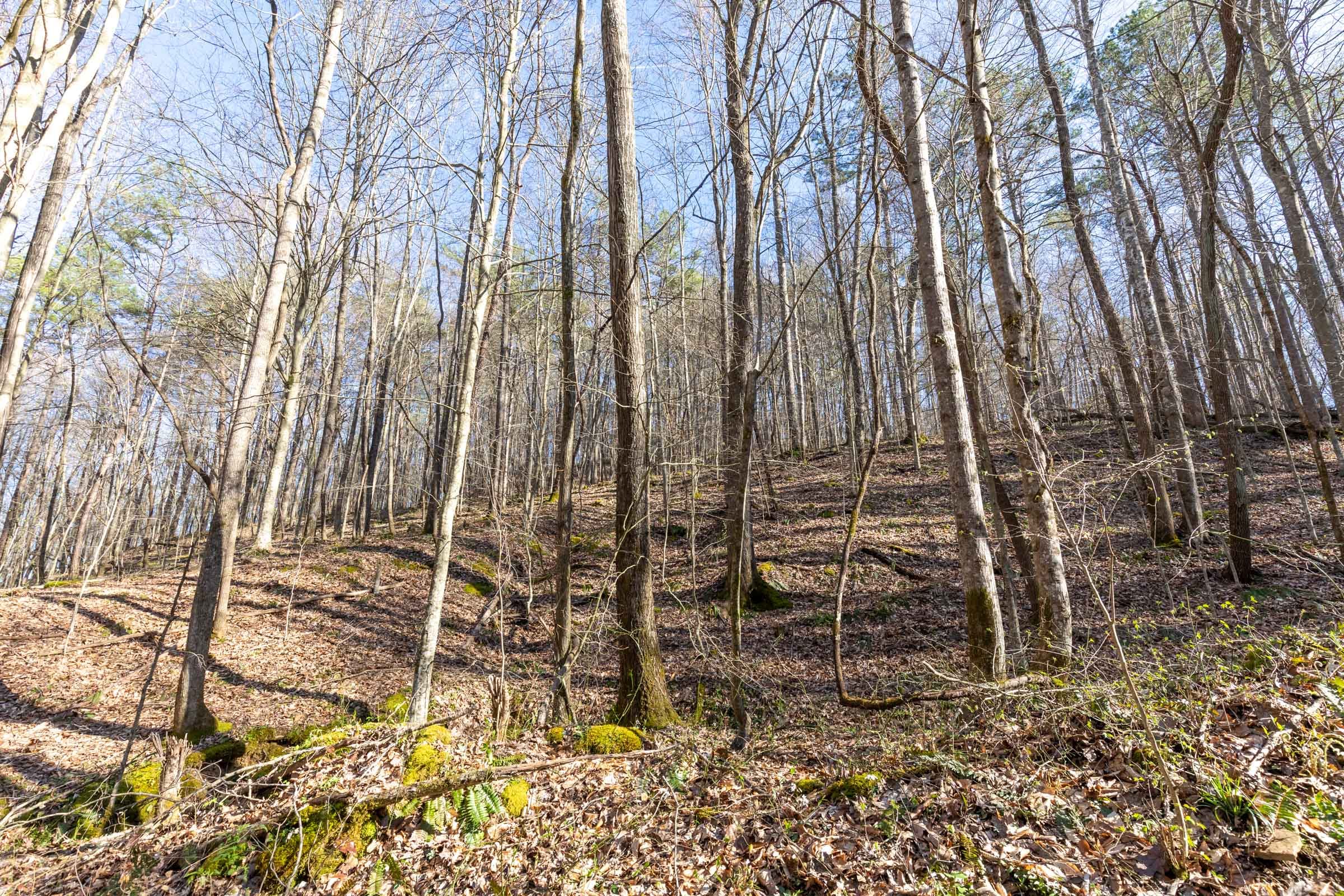Woodland Heights Tract 16 photo 9