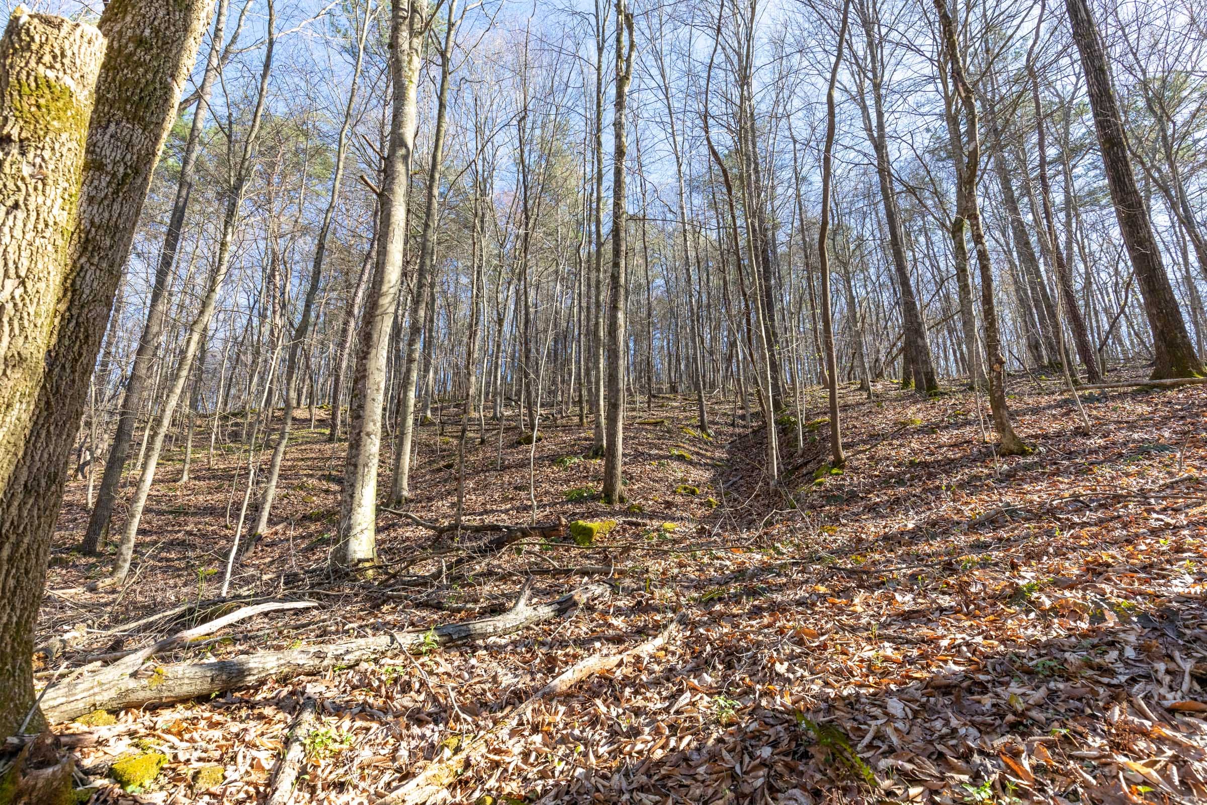 Woodland Heights Tract 16 photo 10
