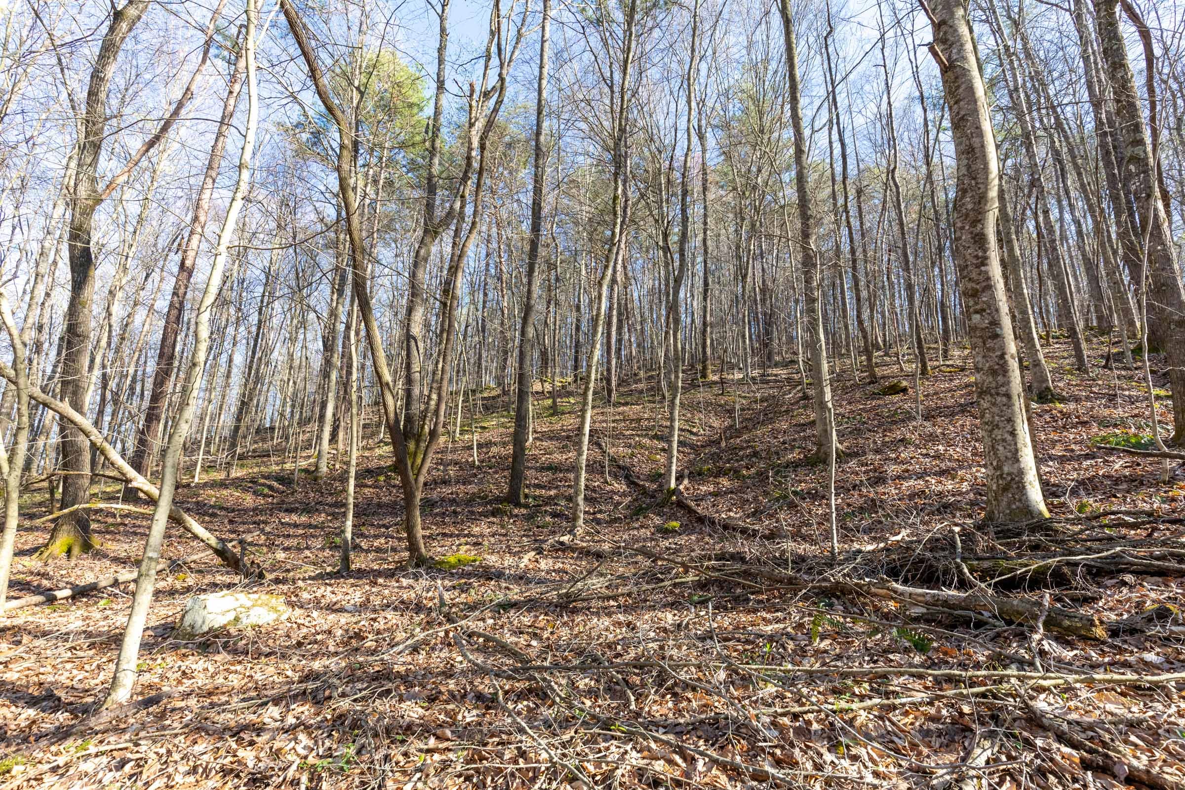 Woodland Heights Tract 16 photo 11