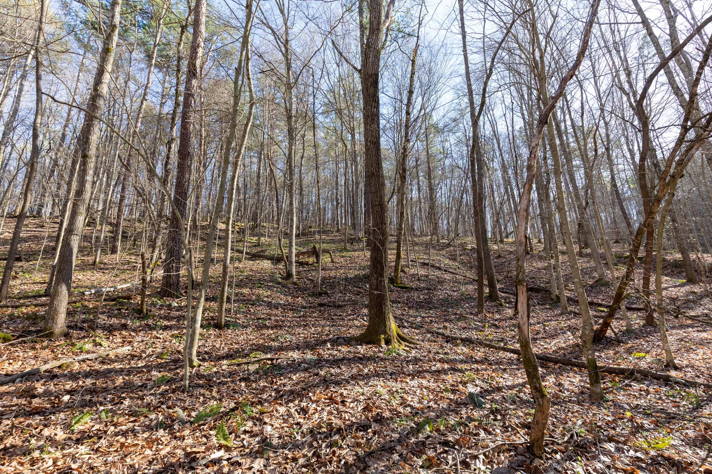 Woodland Heights Tract 16 photo 12