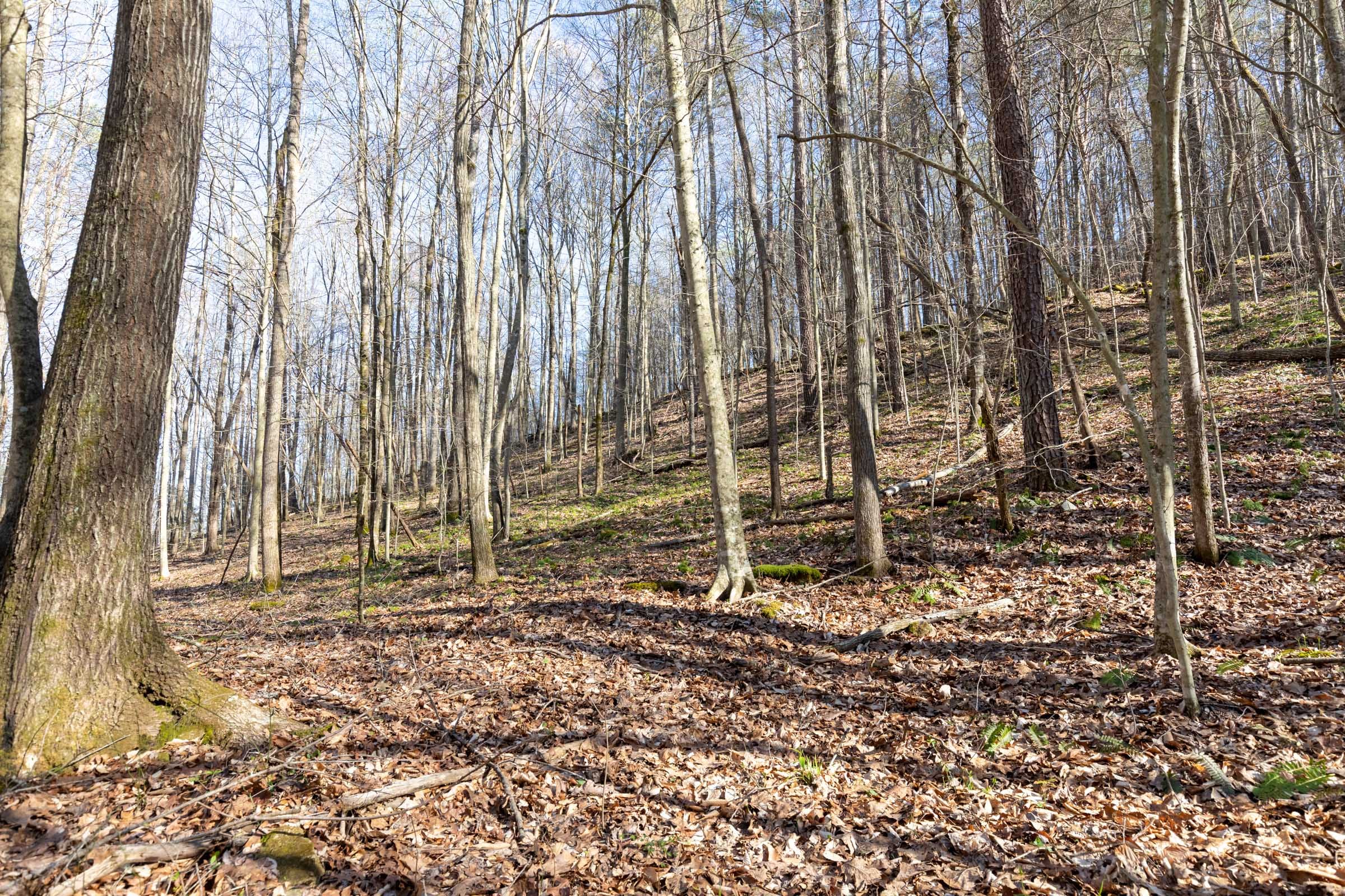 Woodland Heights Tract 16 photo 13