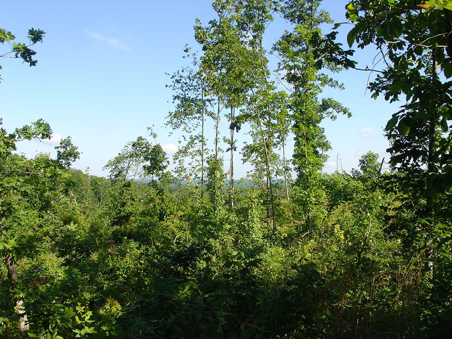 Antler Ridge Tract 35 photo 2