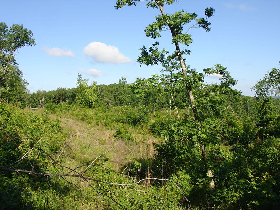 Antler Ridge Tract 35 photo 3