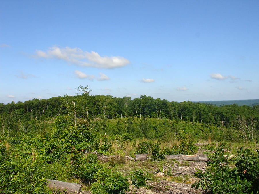 Antler Ridge Tract 35 photo 4