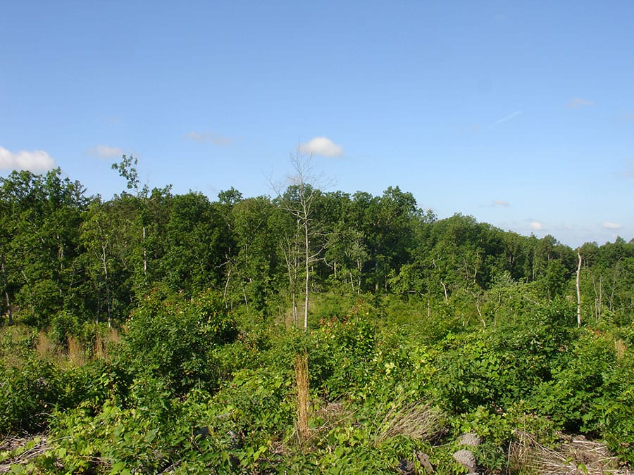Antler Ridge Tract 35 photo 5