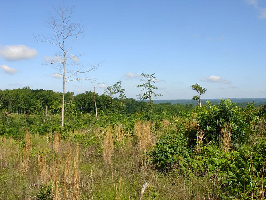 Antler Ridge Tract 35 photo 6