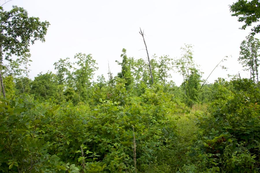 Thunder Mountain Ranch Tract 29 photo 1