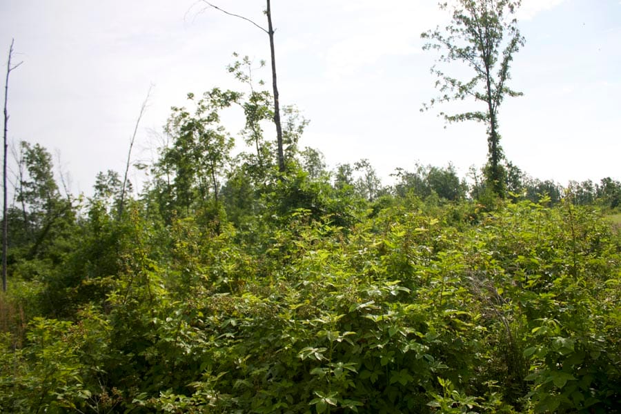 Thunder Mountain Ranch Tract 29 photo 8