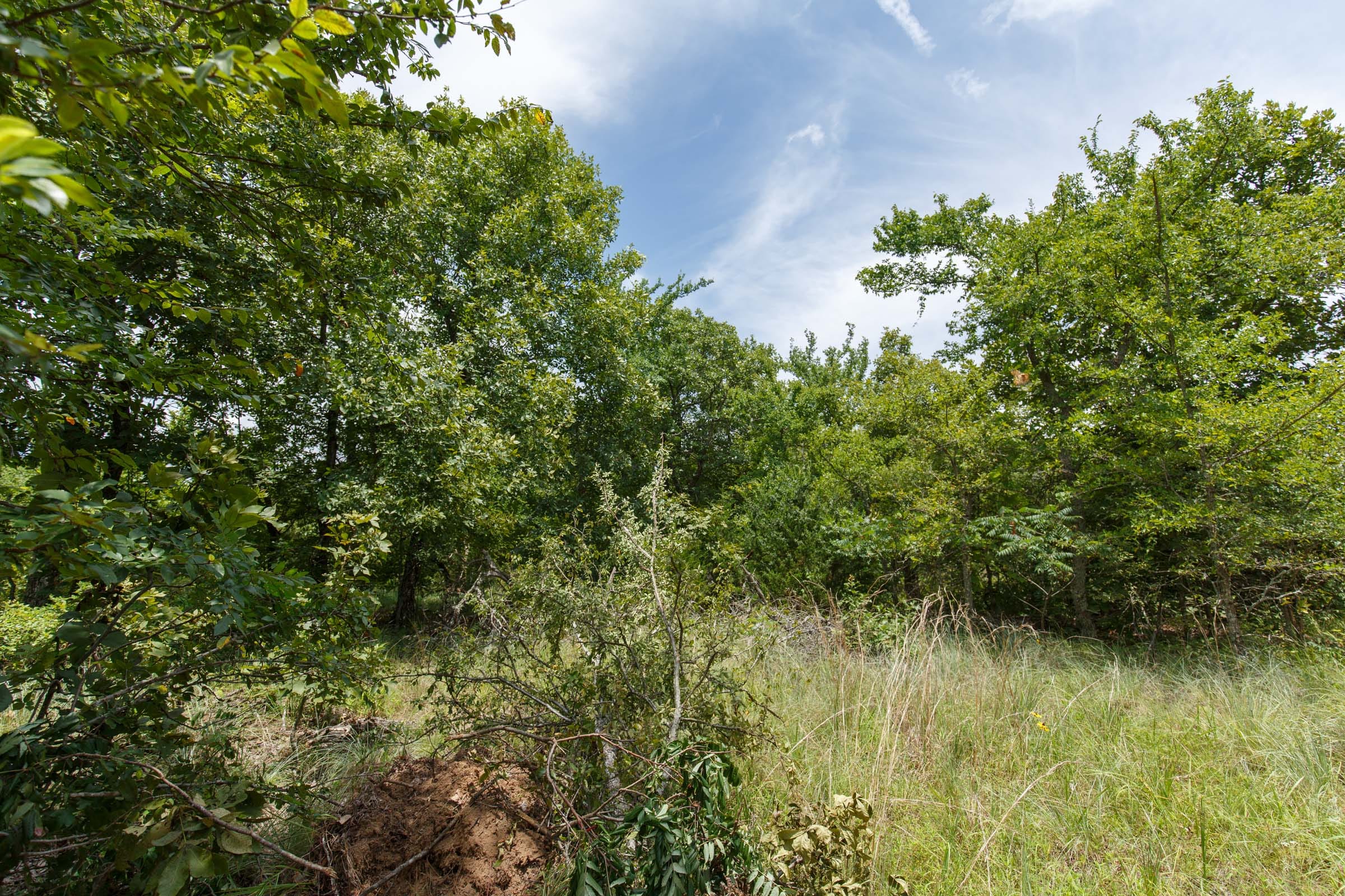 Timber Ridge Tract 6 photo 3
