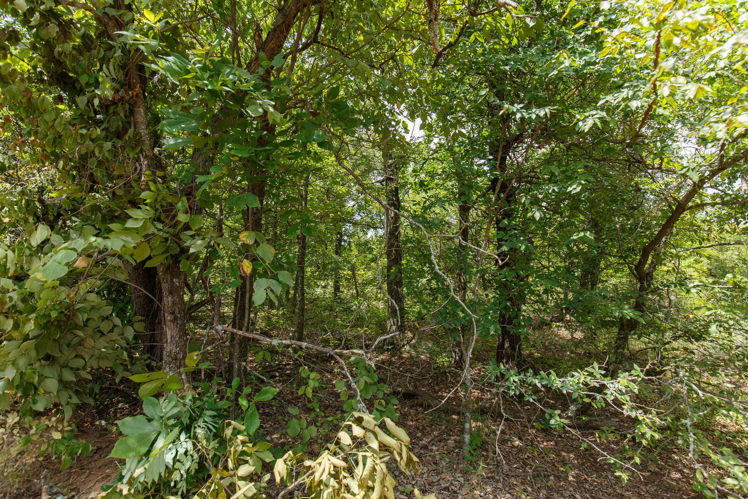 Timber Ridge Tract 6 photo 4