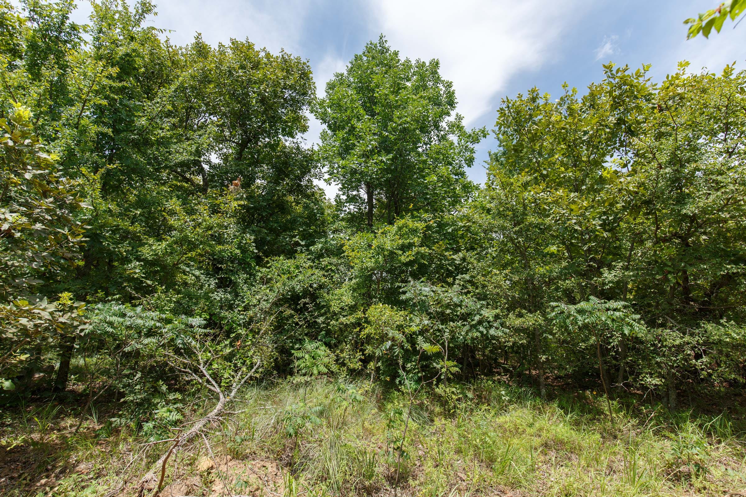 Timber Ridge Tract 6 photo 6
