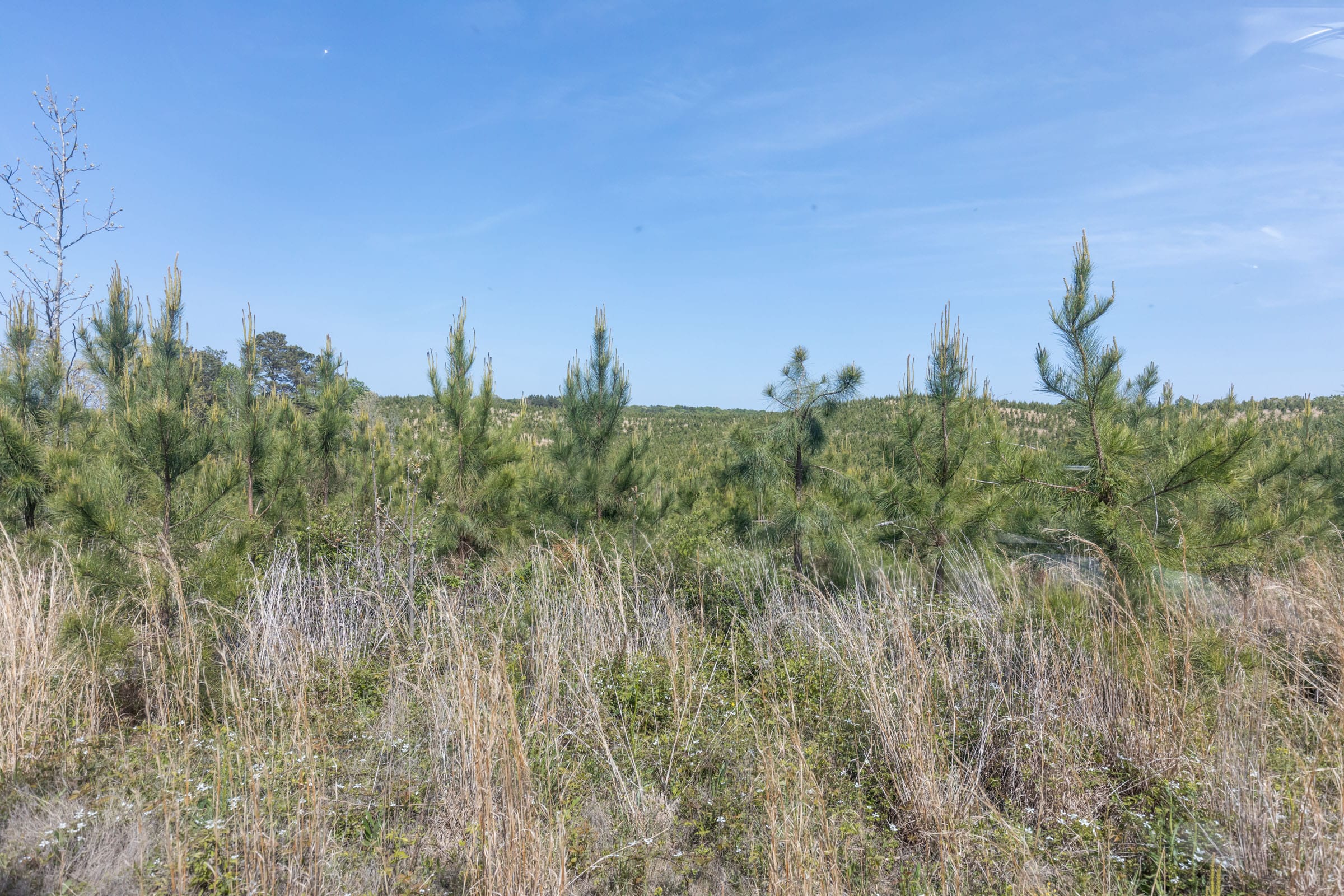 Clear Wood Tract 29 photo 4