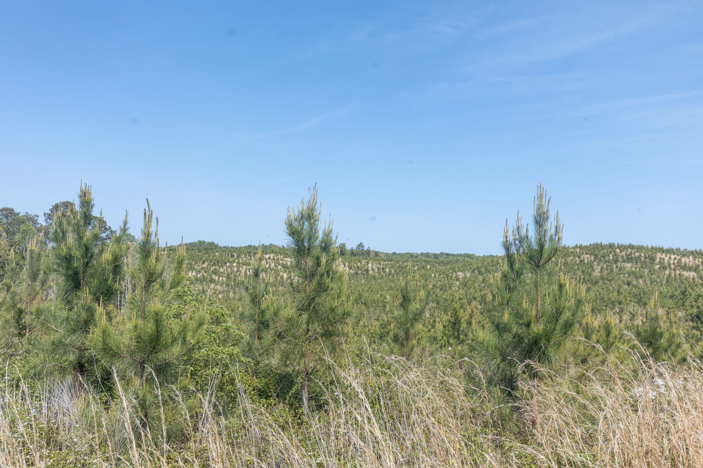 Clear Wood Tract 29 photo 5