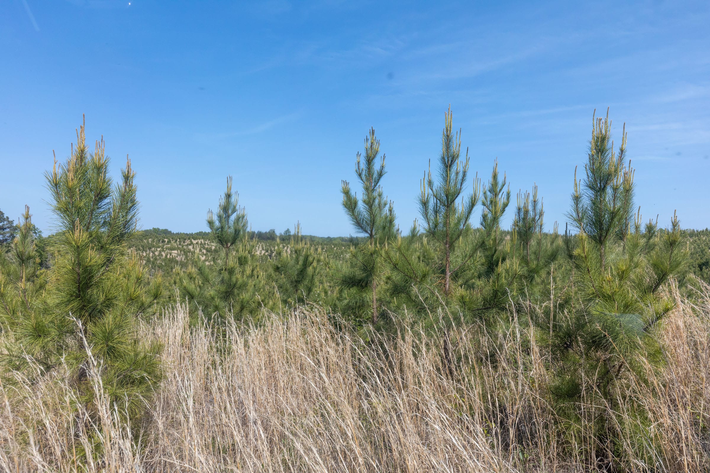 Clear Wood Tract 29 photo 6