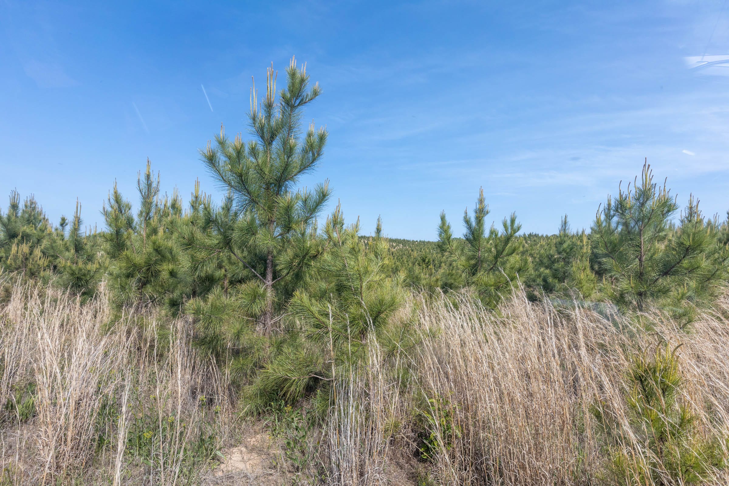 Clear Wood Tract 29 photo 7