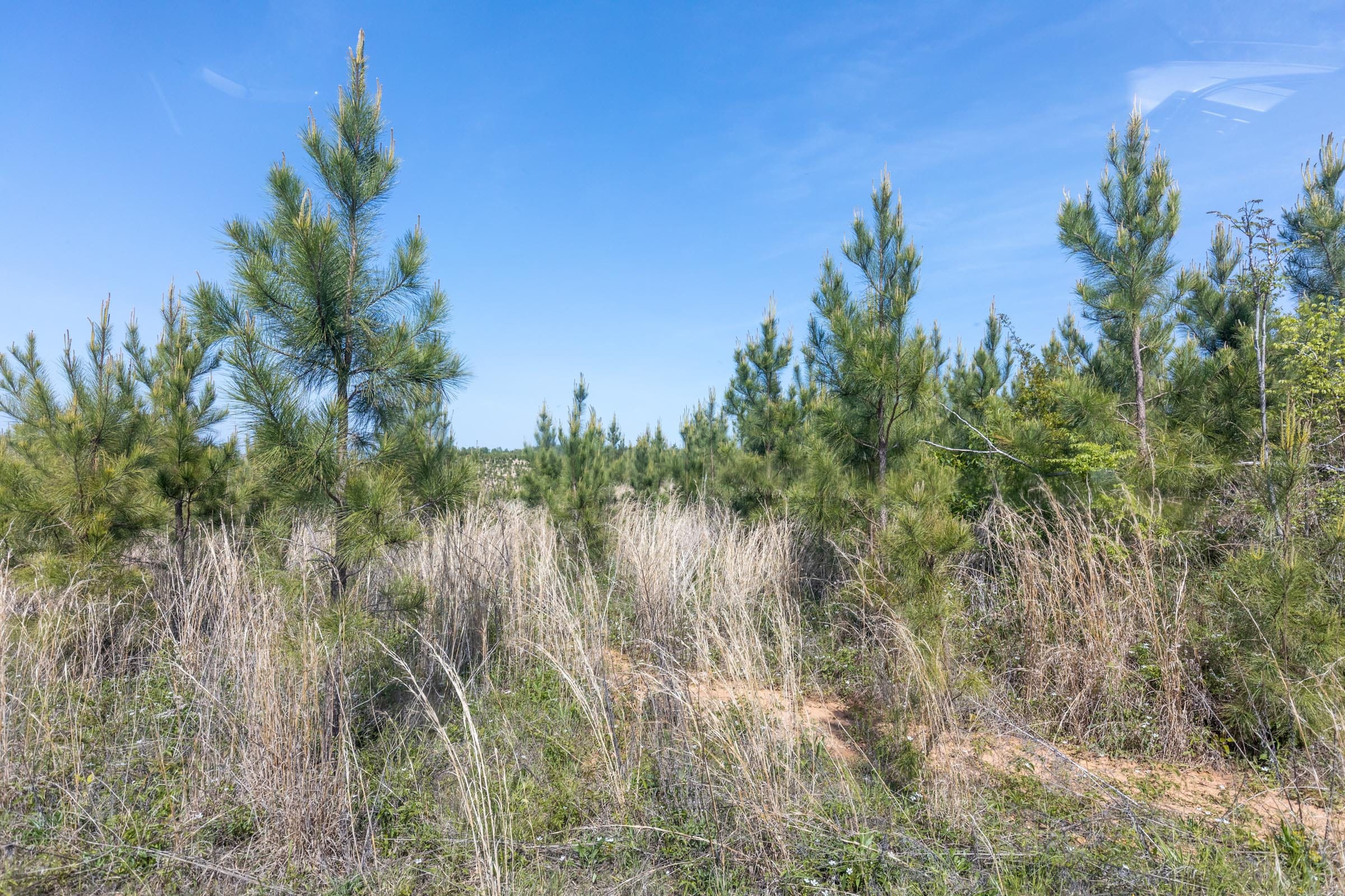 Clear Wood Tract 29 photo 9