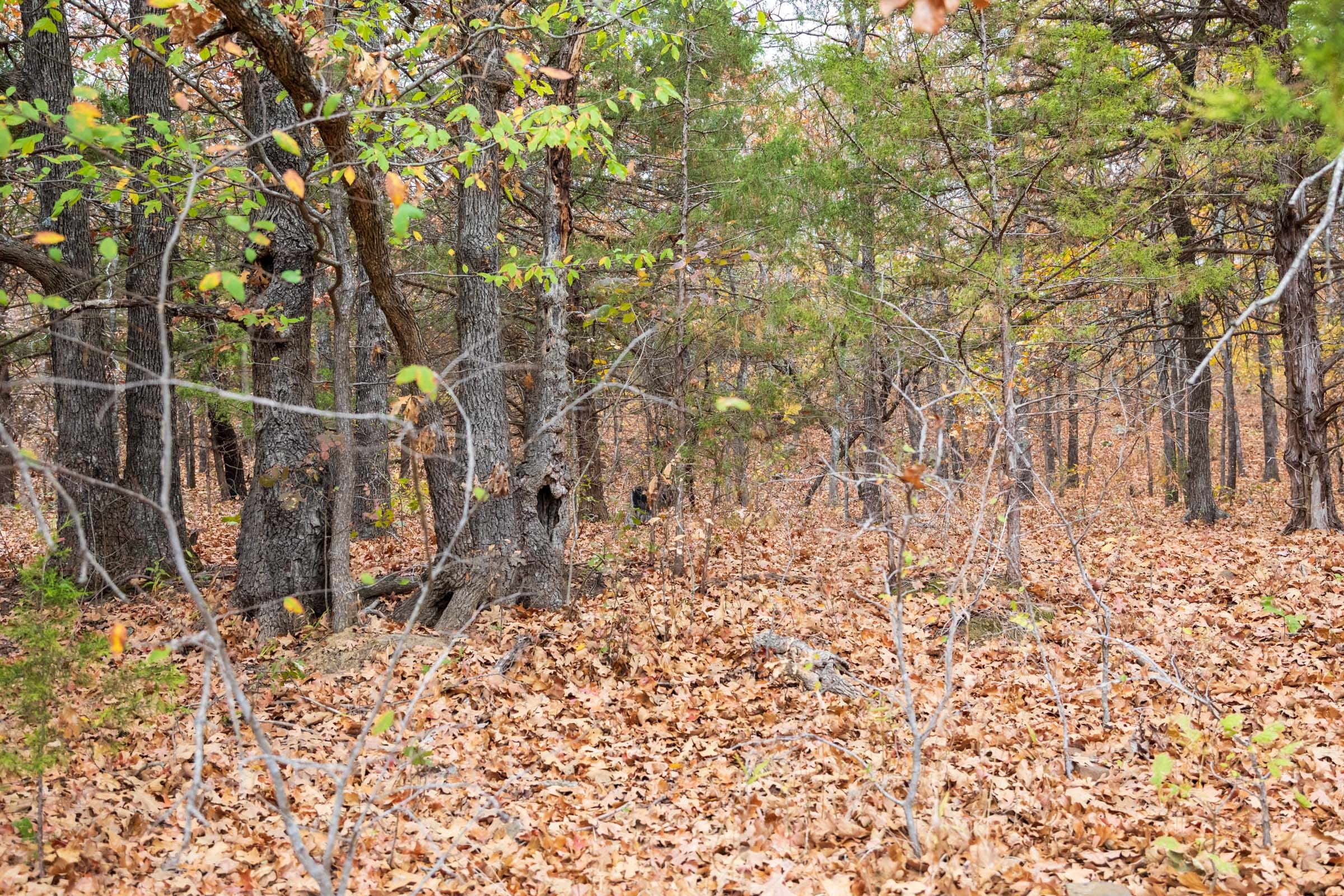 Crystal Springs Tract 1 photo 7