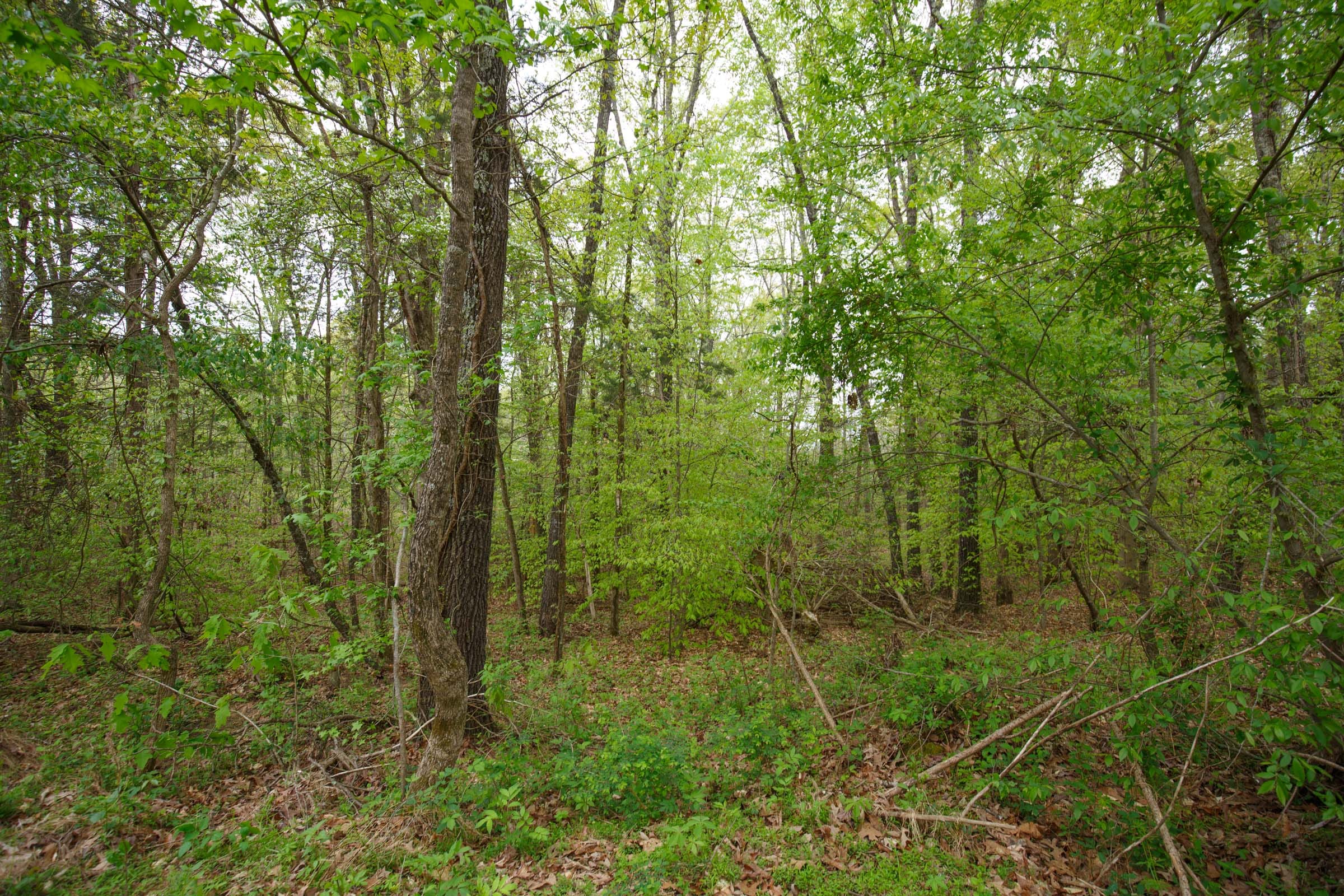 Twin Rivers Tract 5 photo 3
