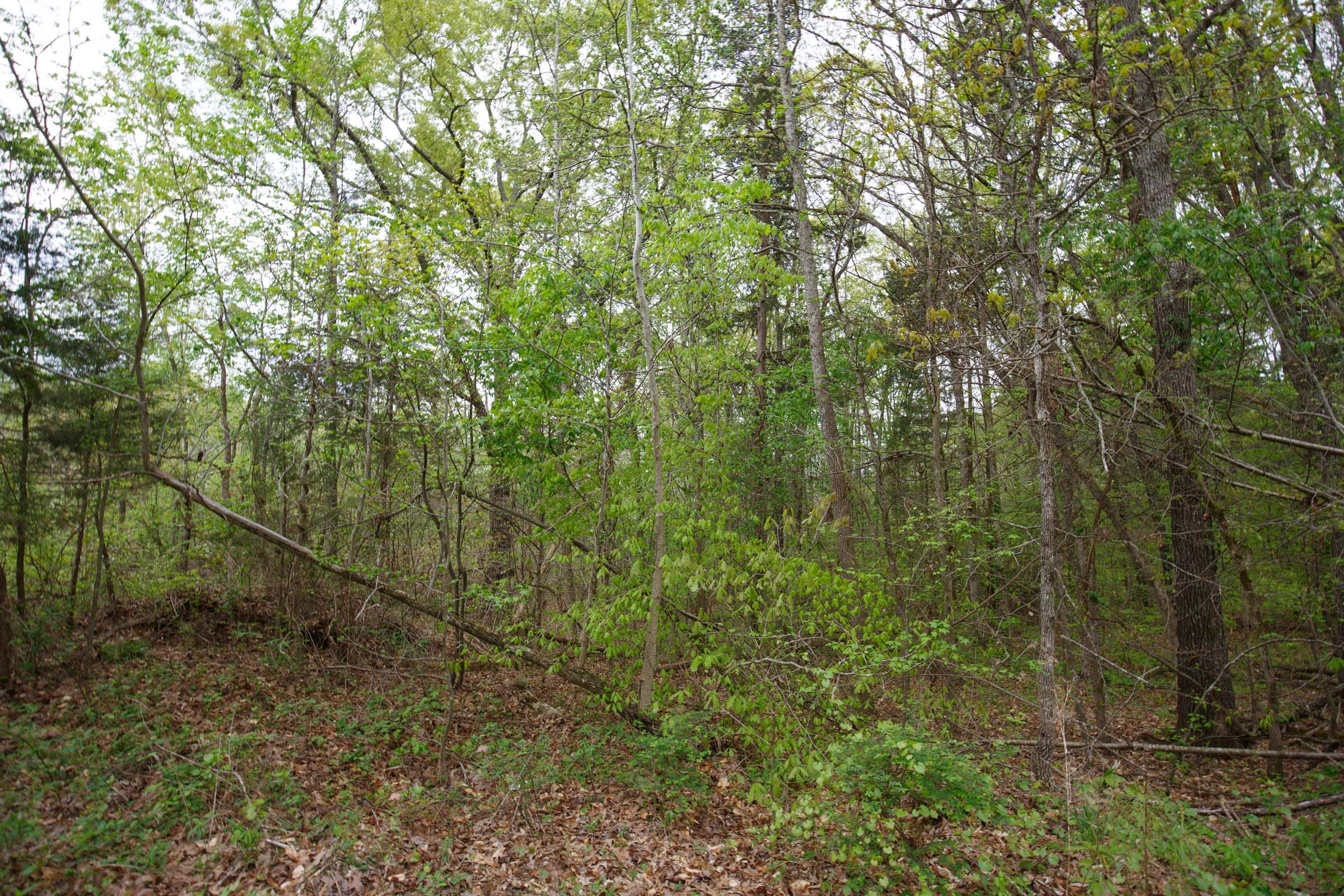 Twin Rivers Tract 5 photo 6