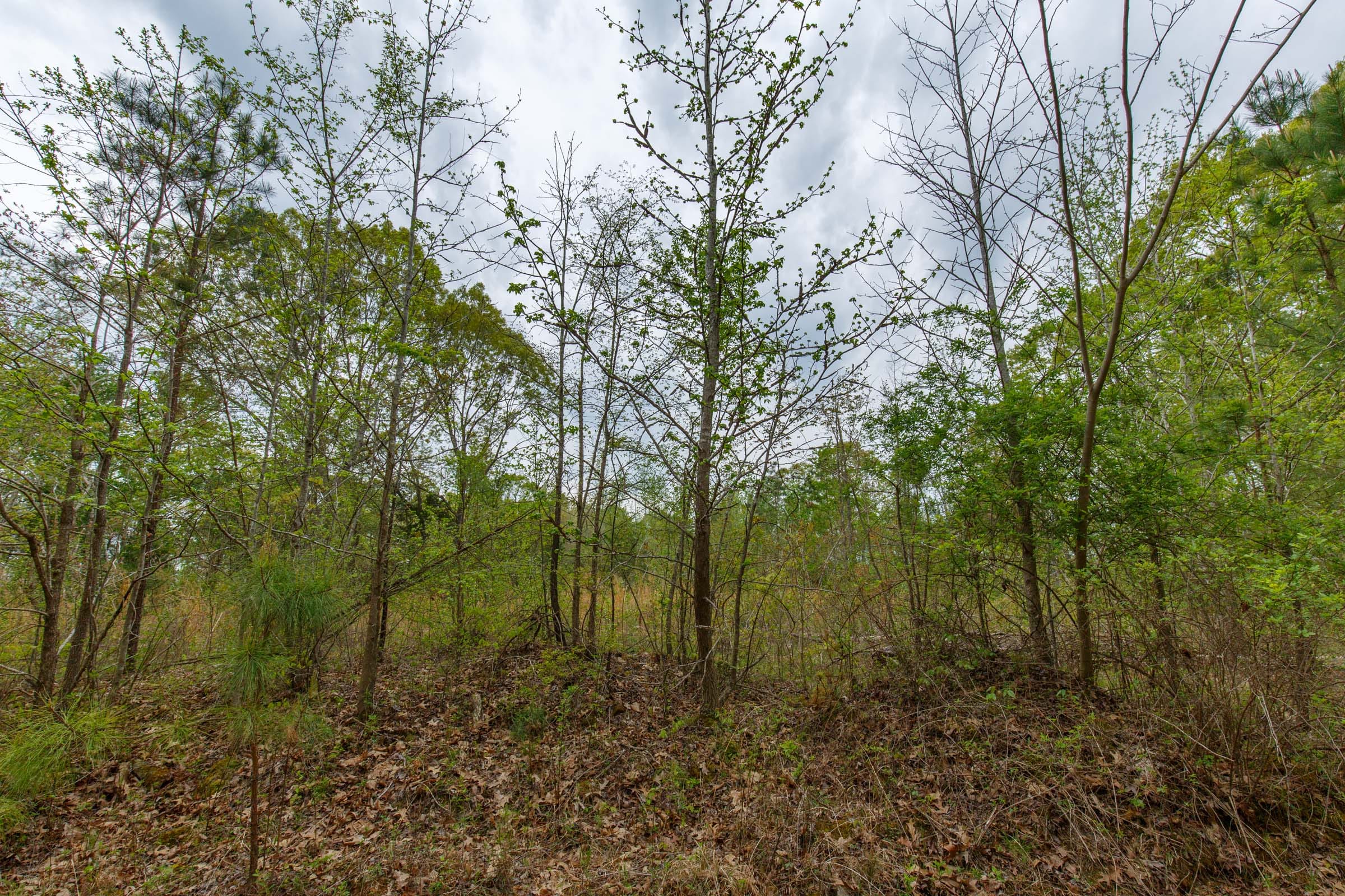 Twin Rivers Tract 5 photo 7
