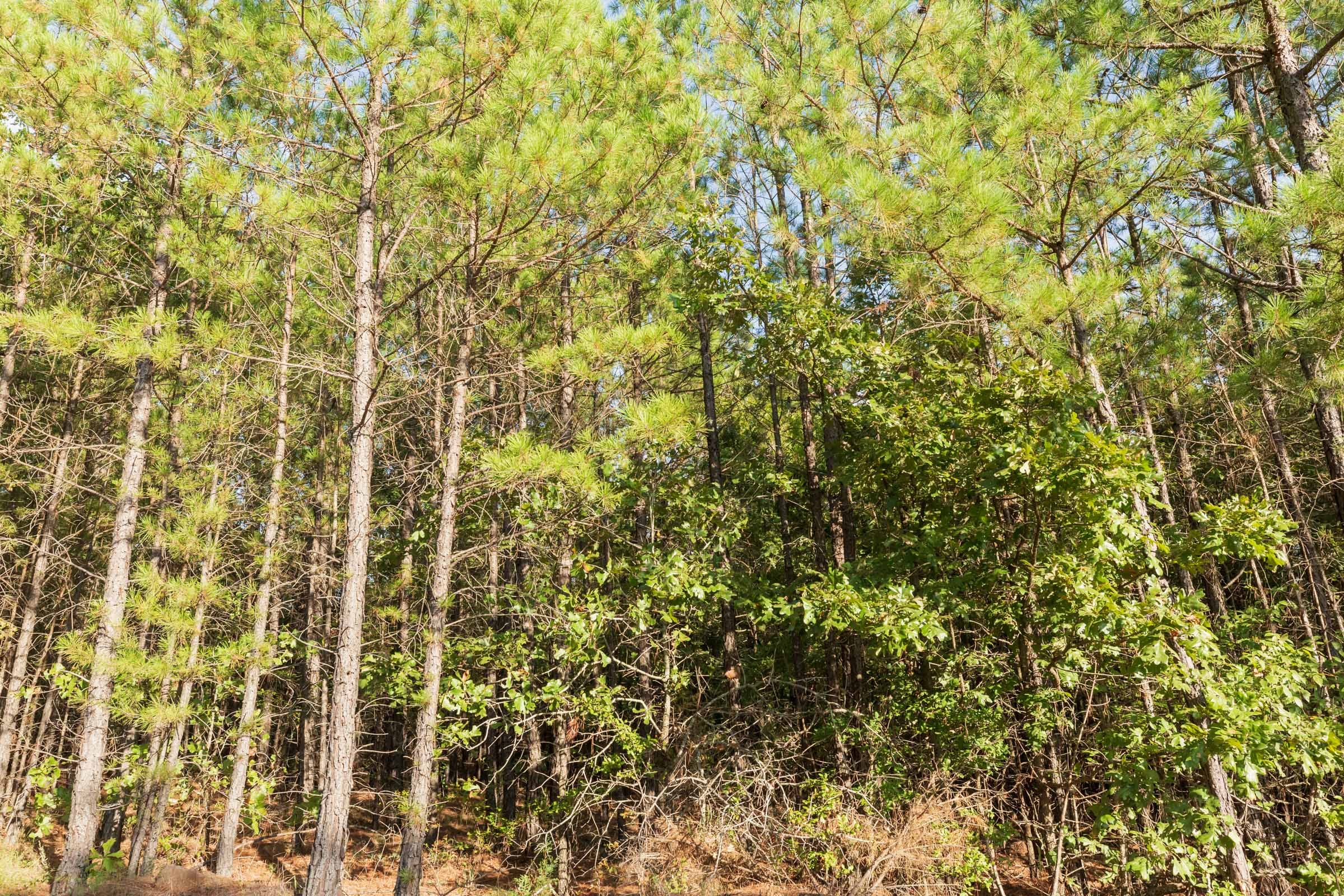 Stone Bridge Phase V Tract 383 photo 2