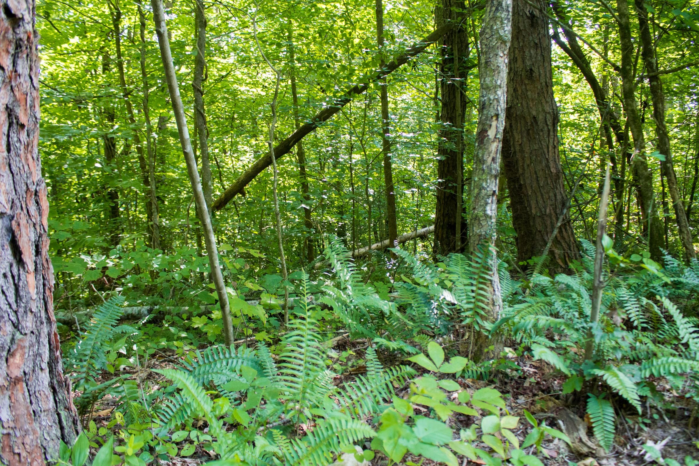 Bluewater Ridge Tract 7 photo 1