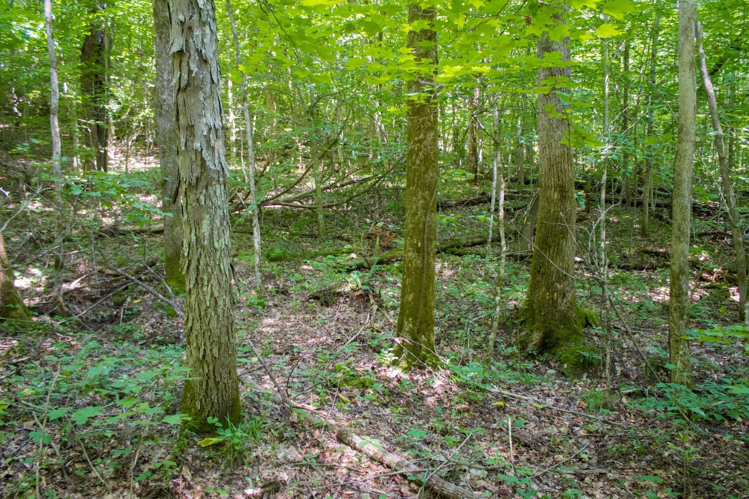 Bluewater Ridge Tract 7 photo 3