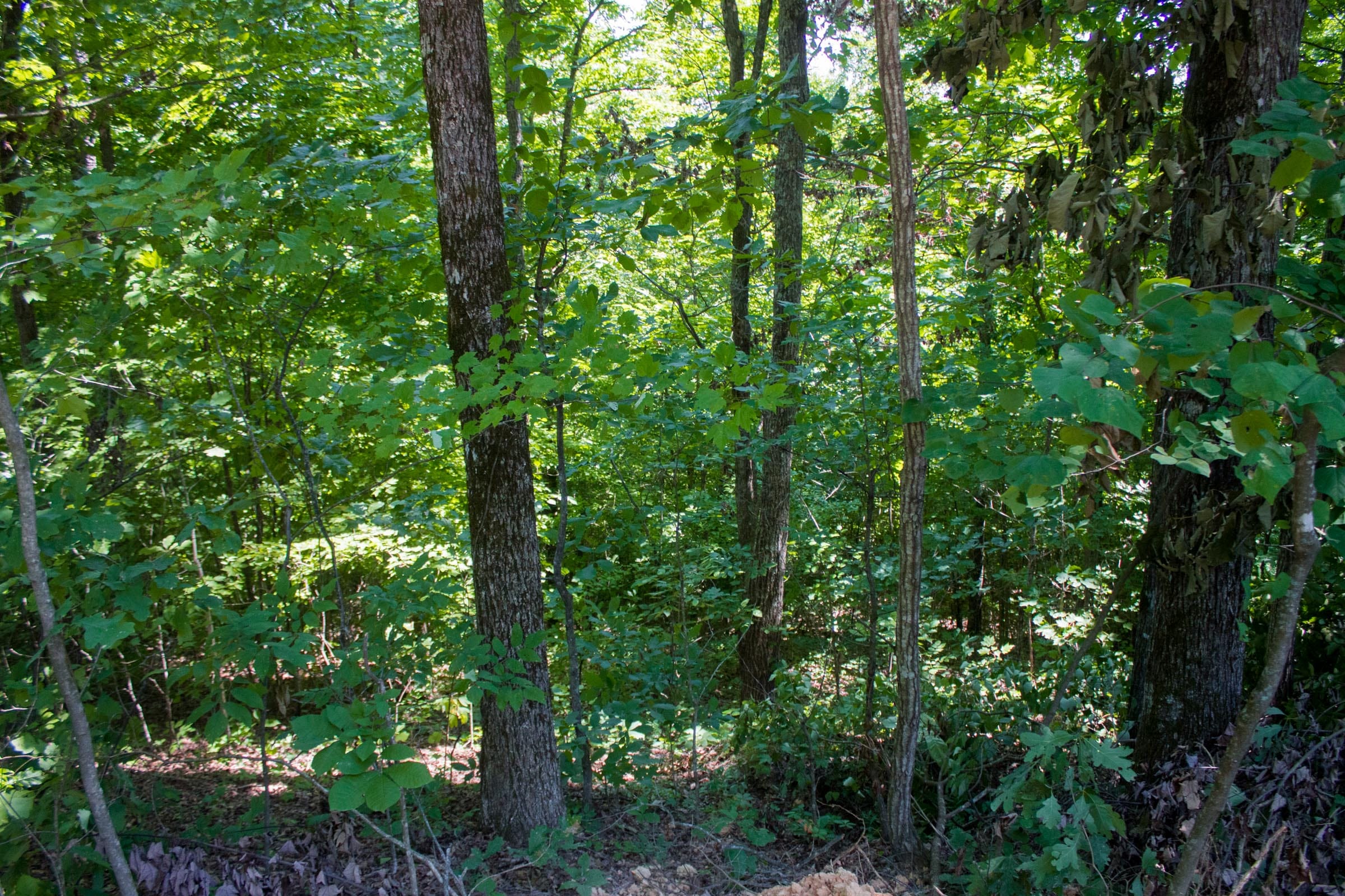 Bluewater Ridge Tract 7 photo 5