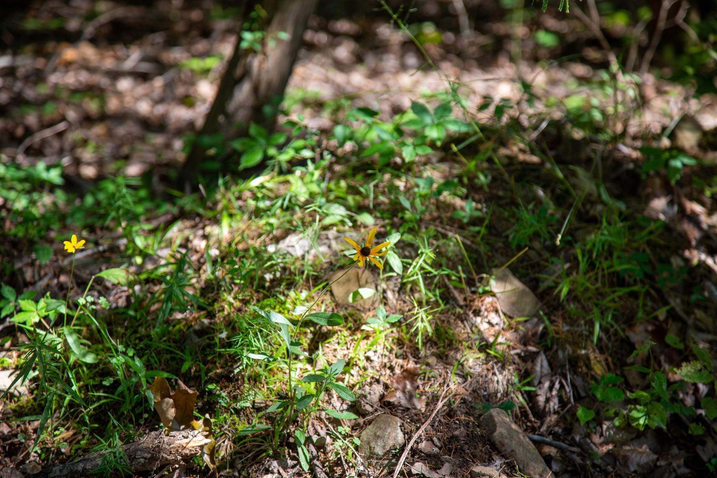 Tyler Stone Ranch Tract 33 photo 6