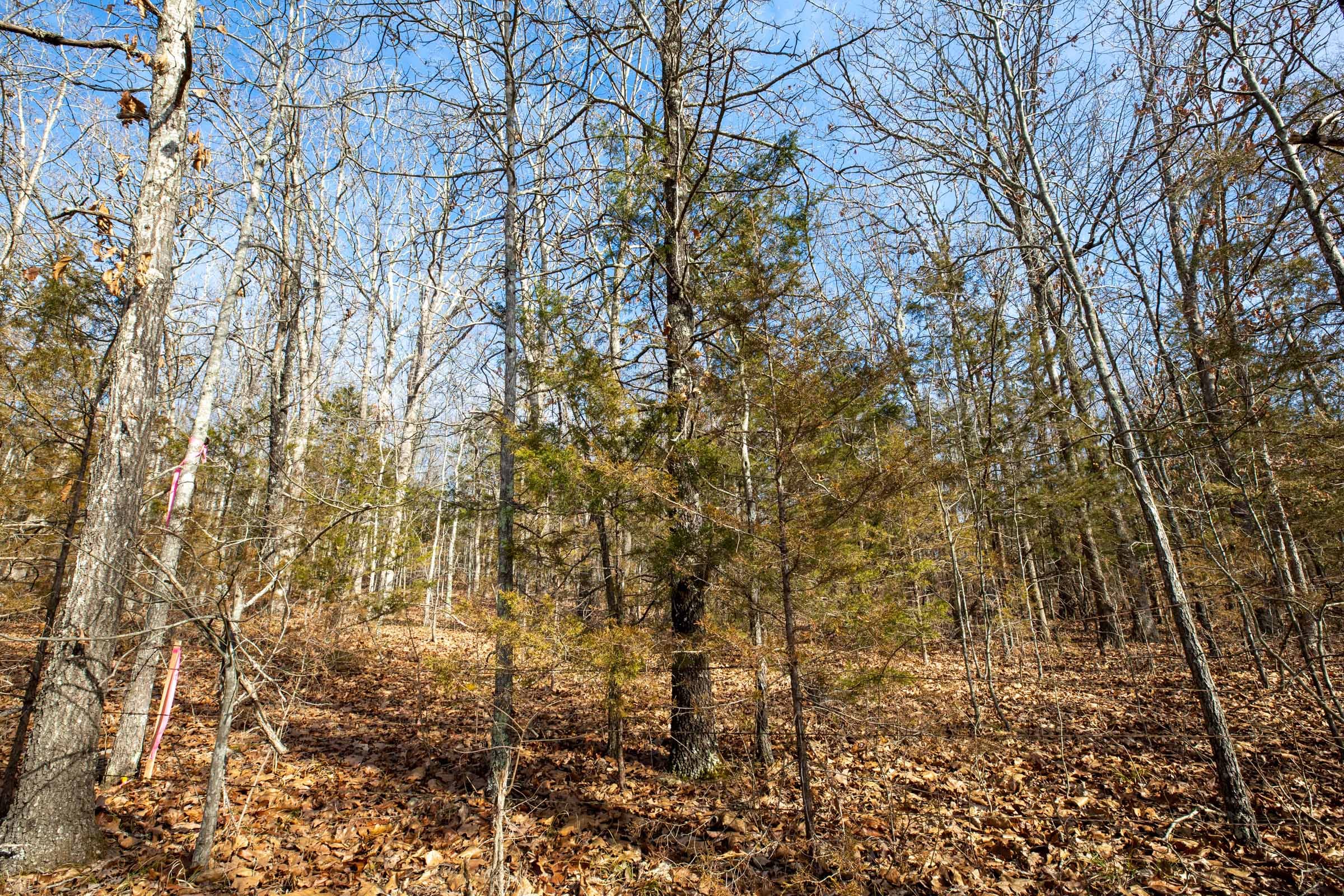 Forest Hill Tract 12 photo 3