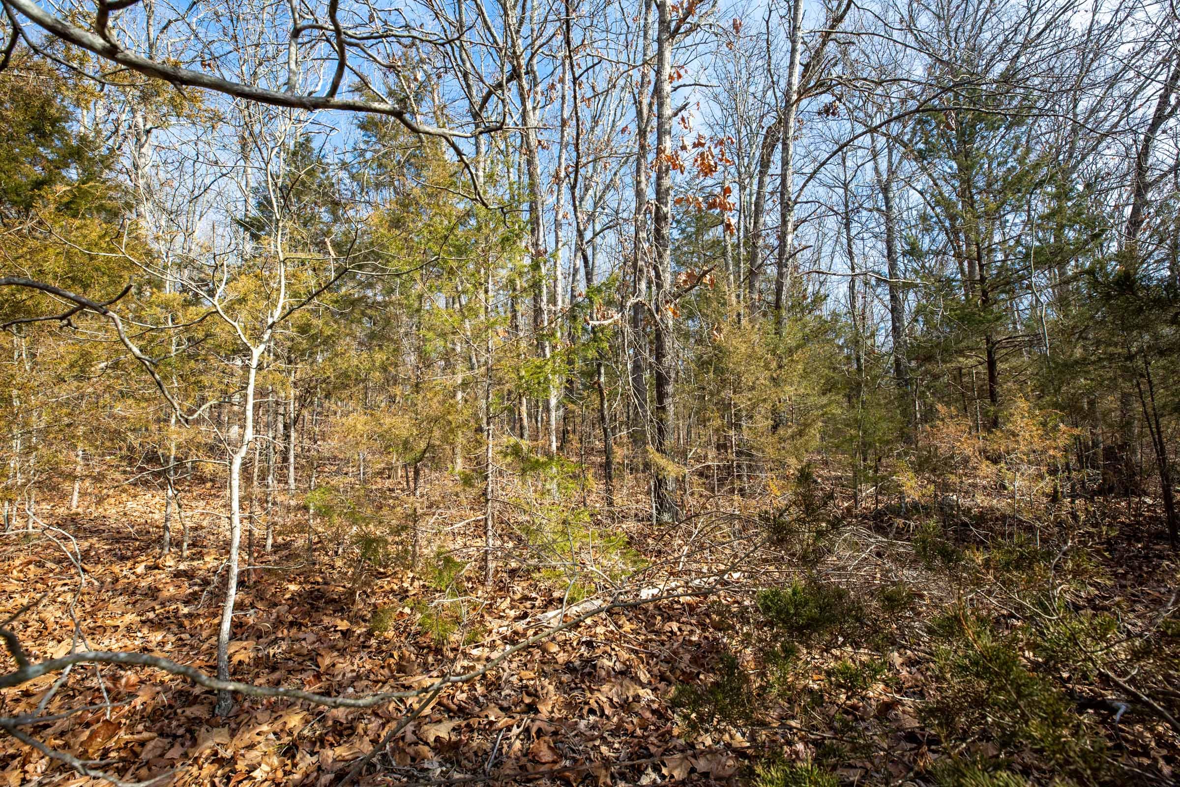 Forest Hill Tract 12 photo 8