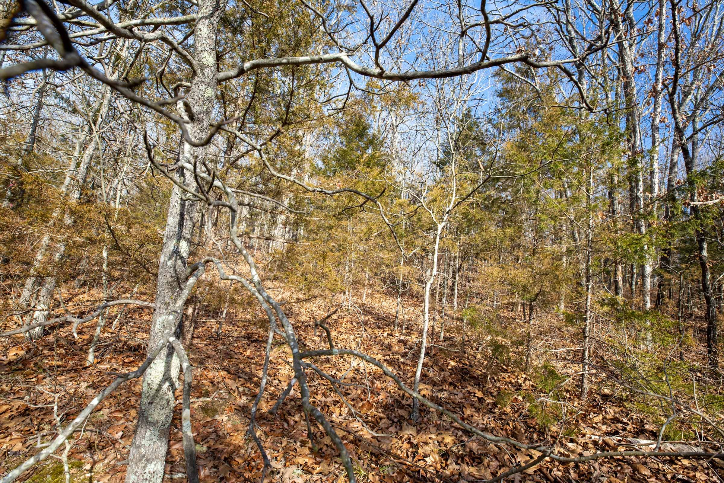 Forest Hill Tract 12 photo 2