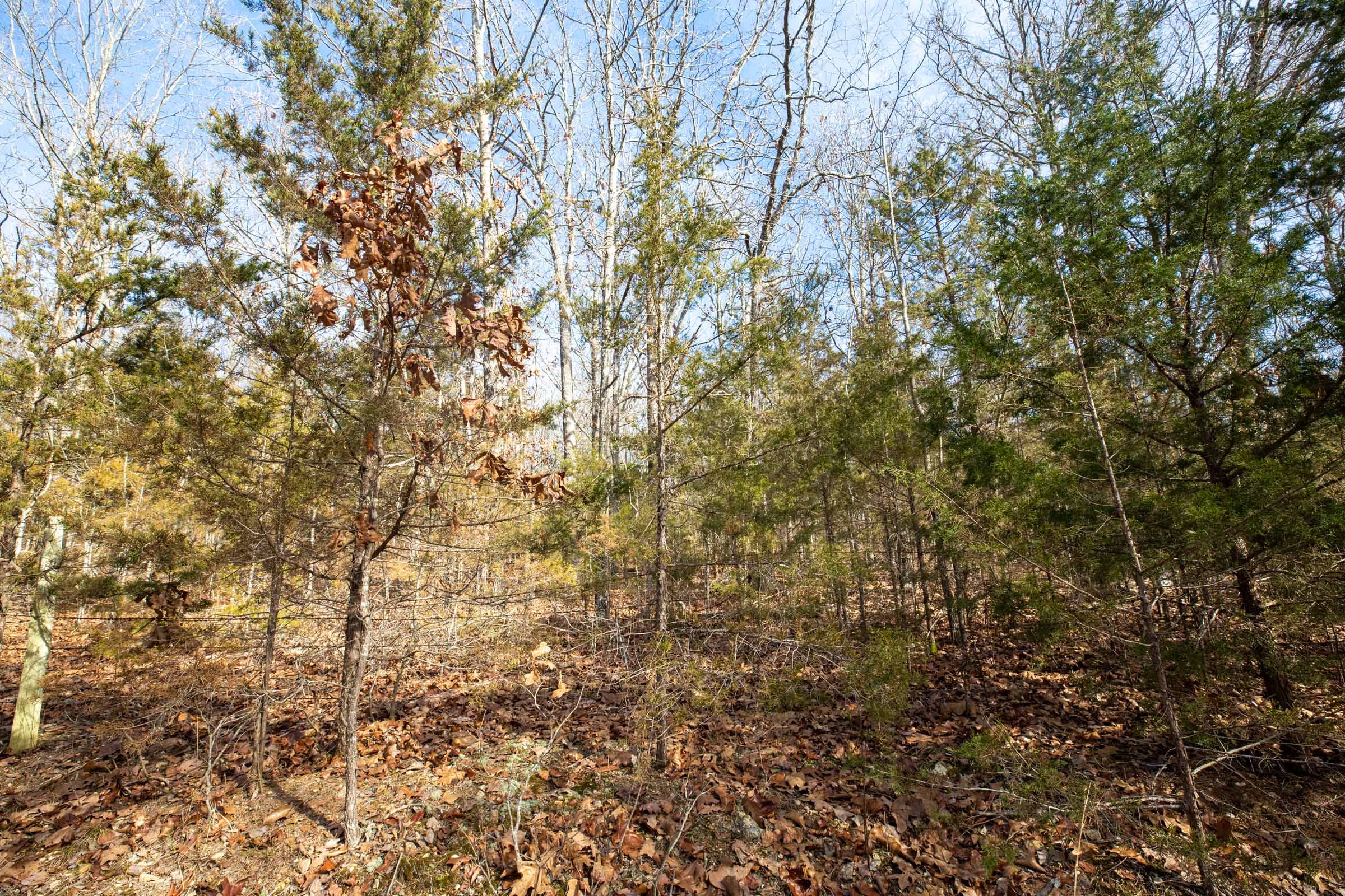 Forest Hill Tract 12 photo 6