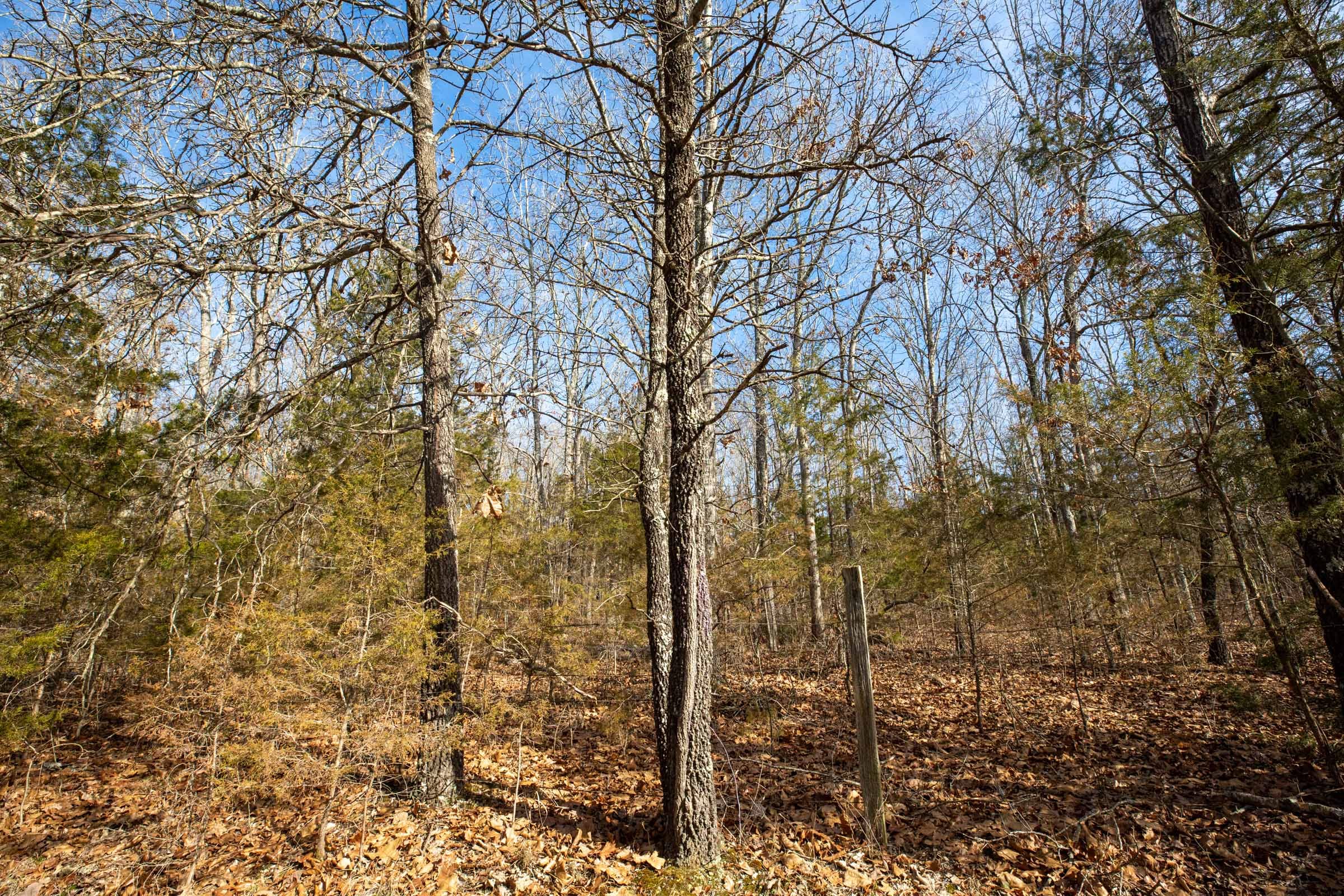 Forest Hill Tract 12 photo 4