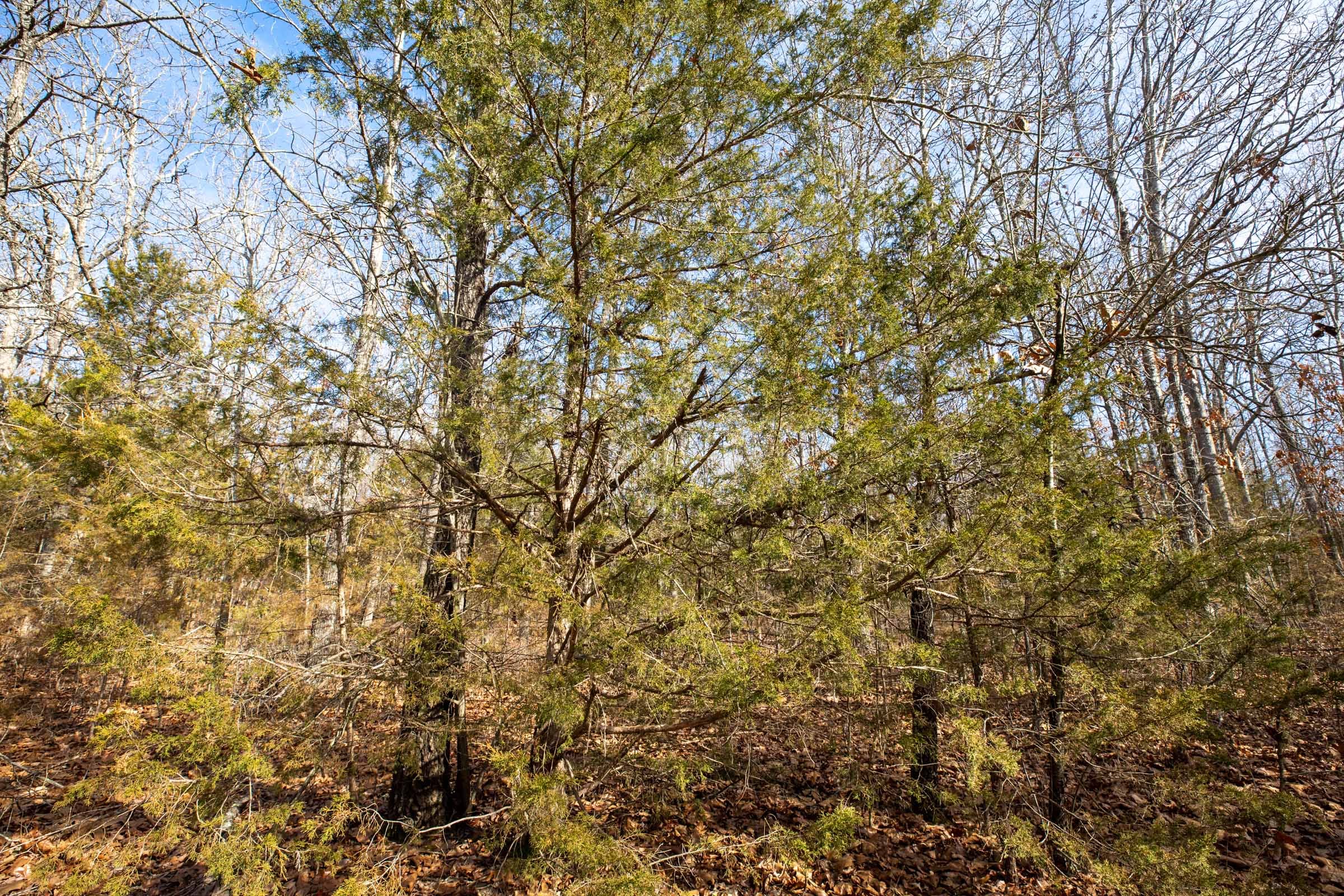 Forest Hill Tract 12 photo 10