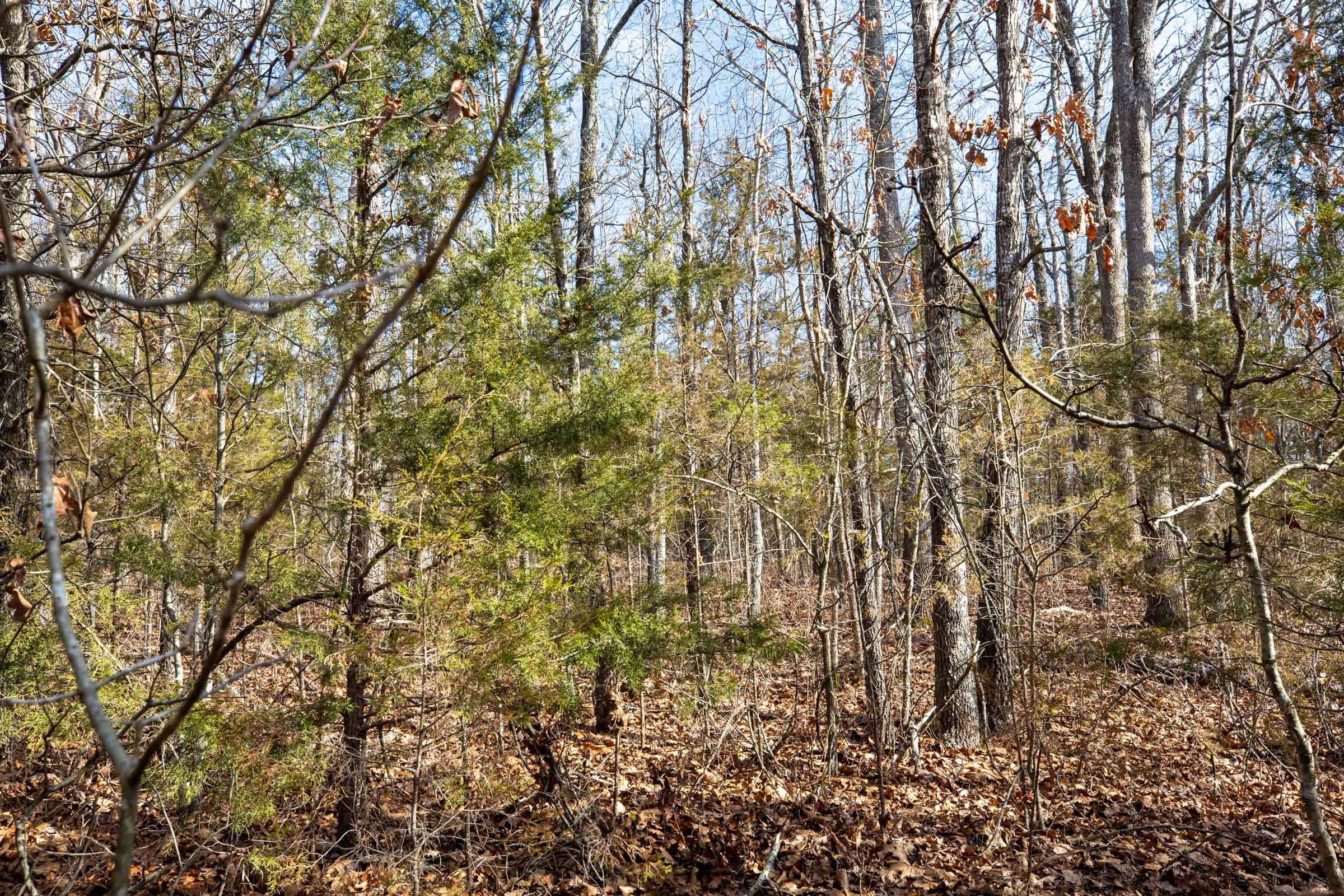 Forest Hill Tract 12 photo 5