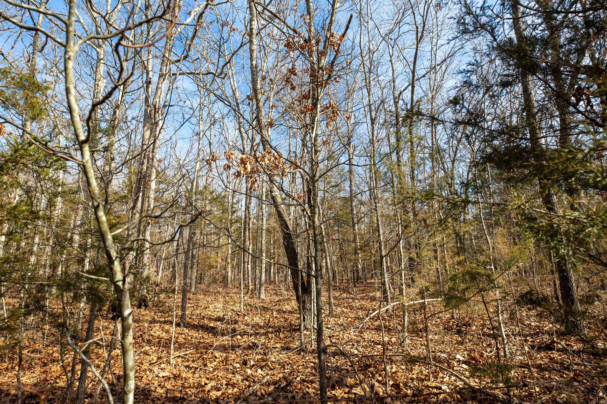 Forest Hill Tract 12 photo 11