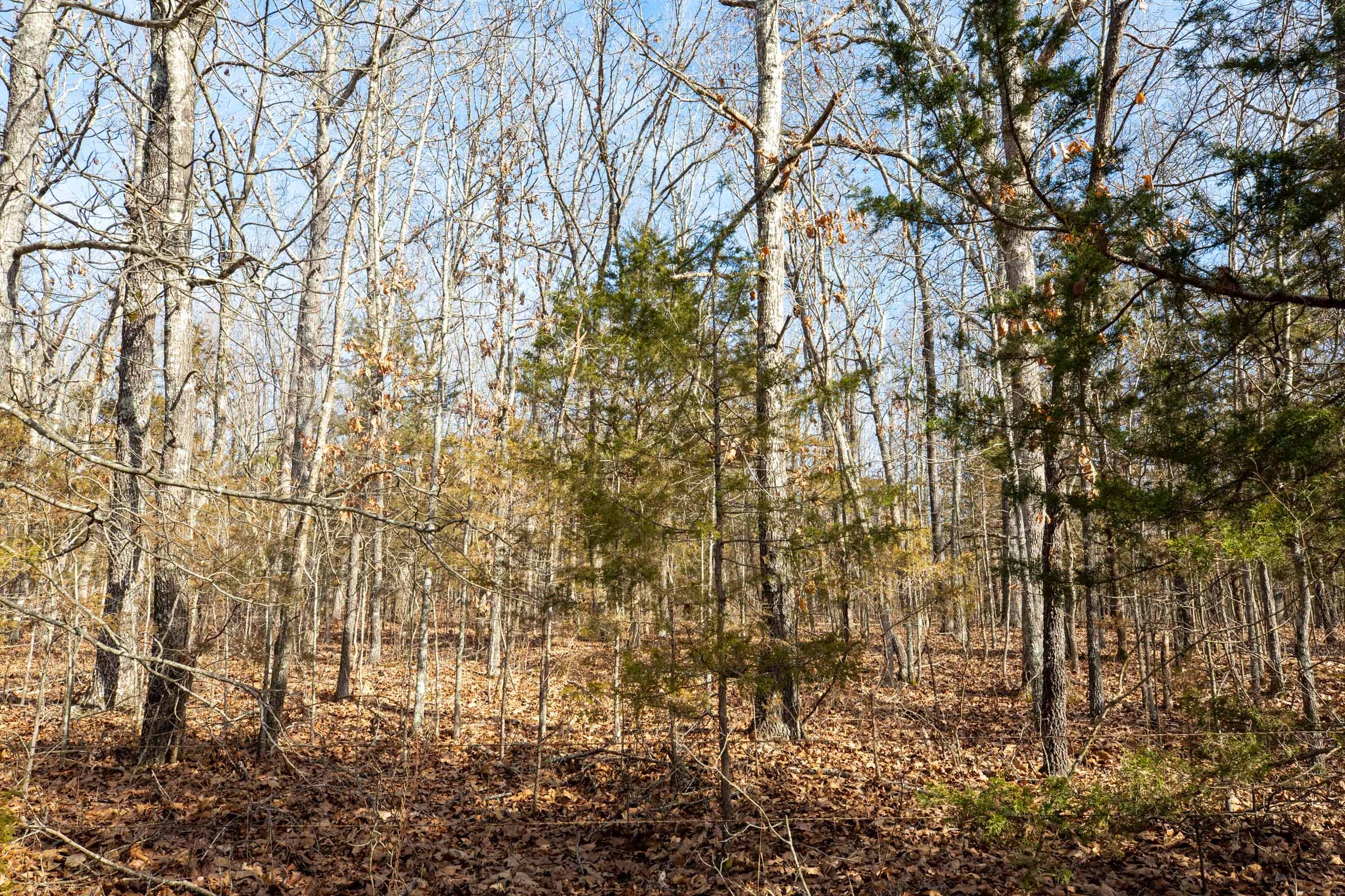 Forest Hill Tract 12 photo 9