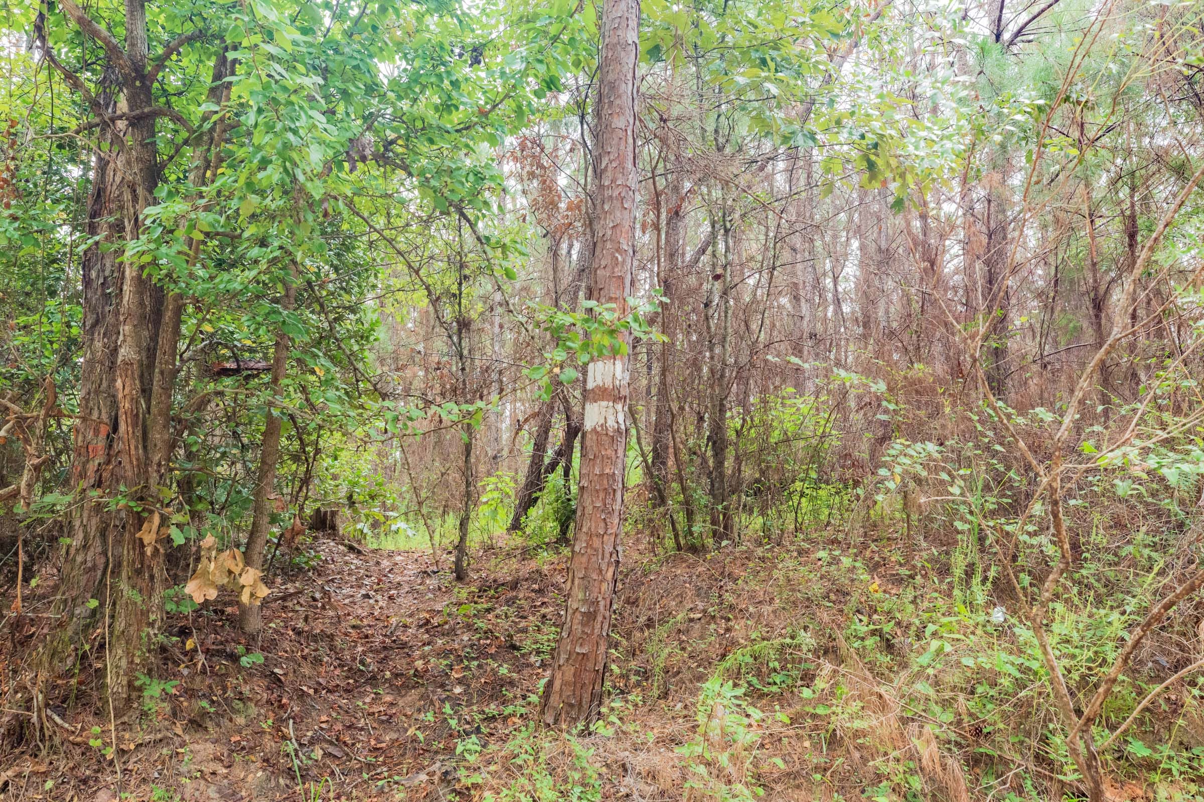 Jackson’s Gap Tract 2 photo 3
