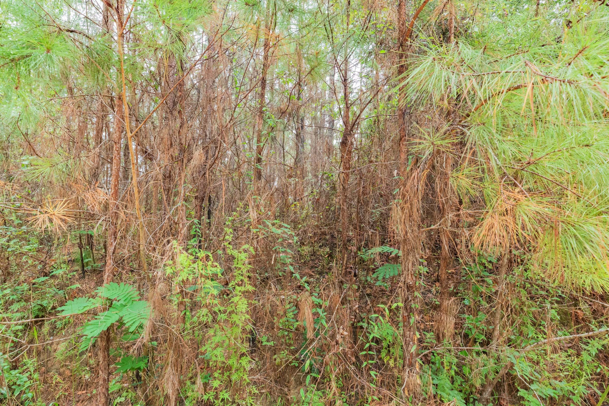 Jackson’s Gap Tract 2 photo 4