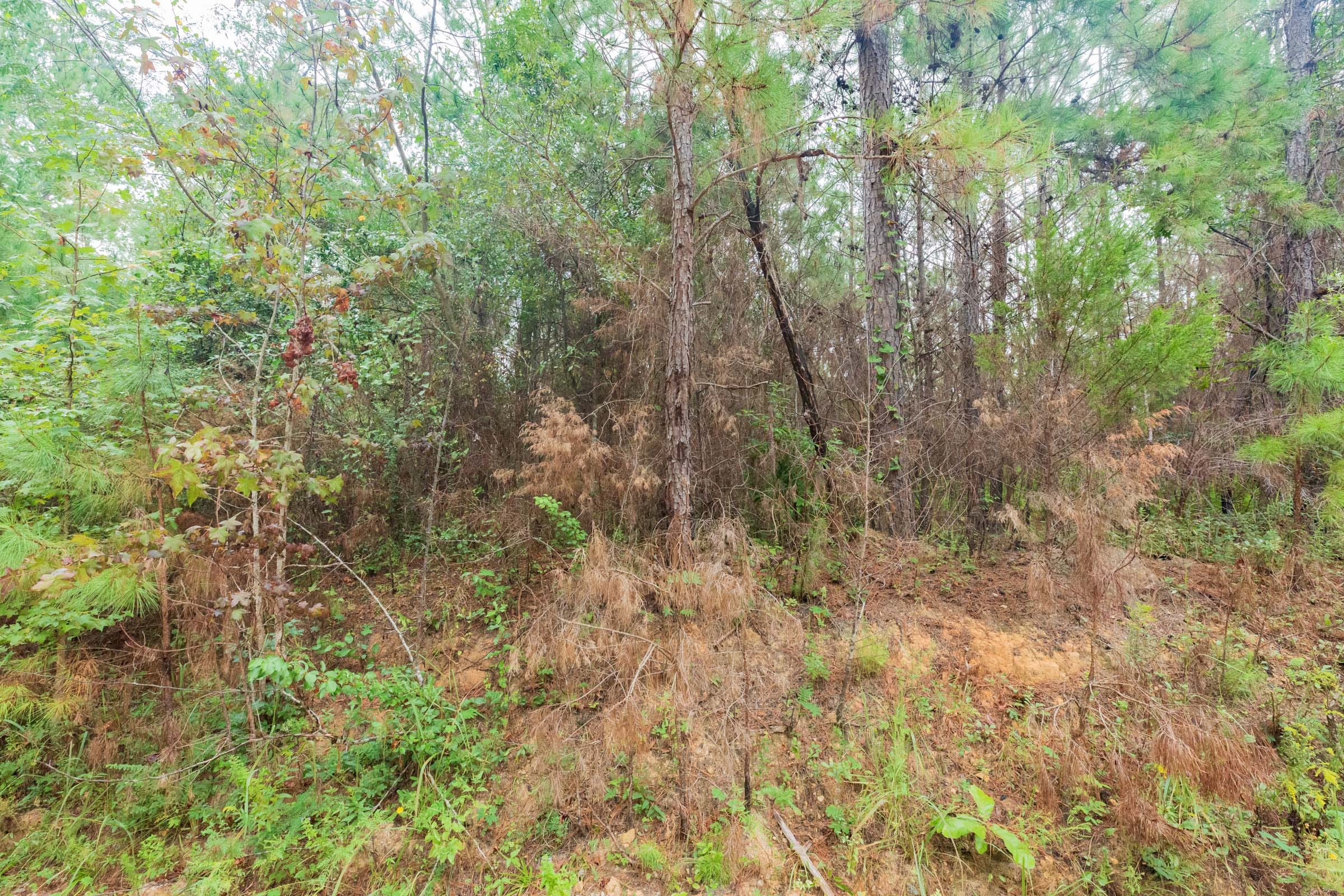 Jackson’s Gap Tract 2 photo 5