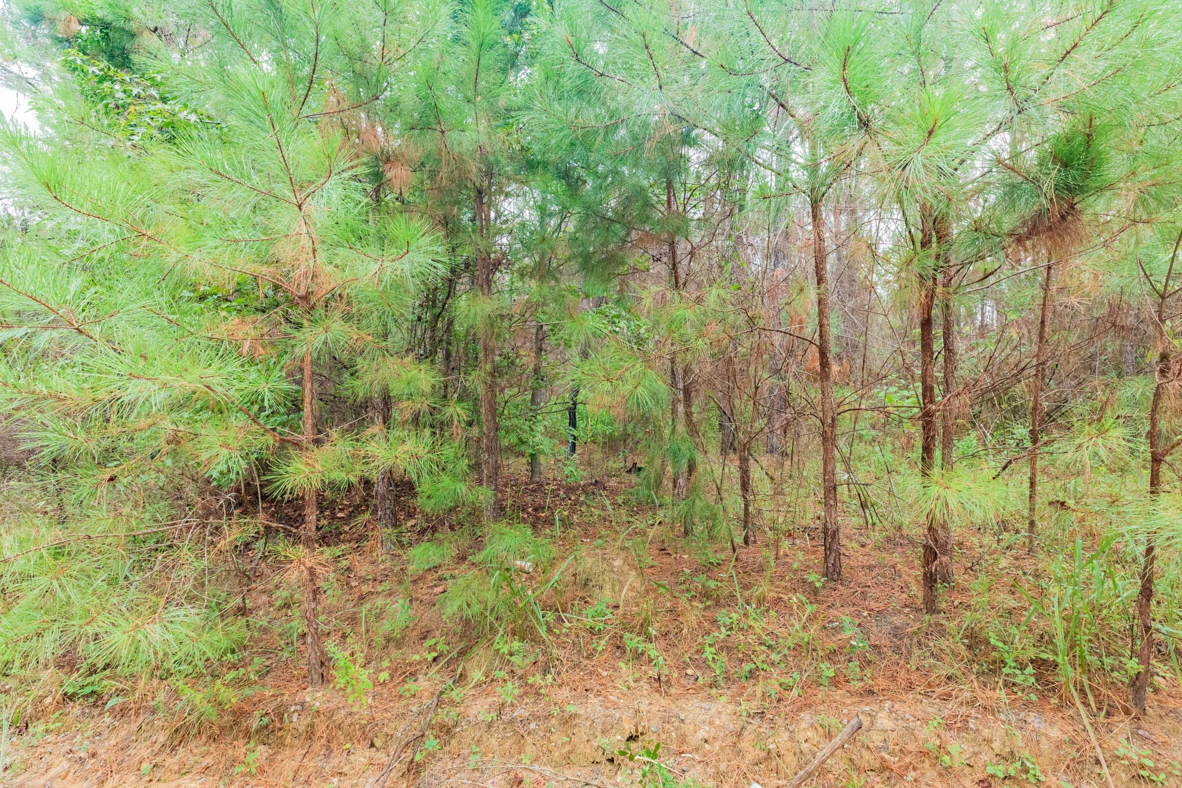 Jackson’s Gap Tract 2 photo 2