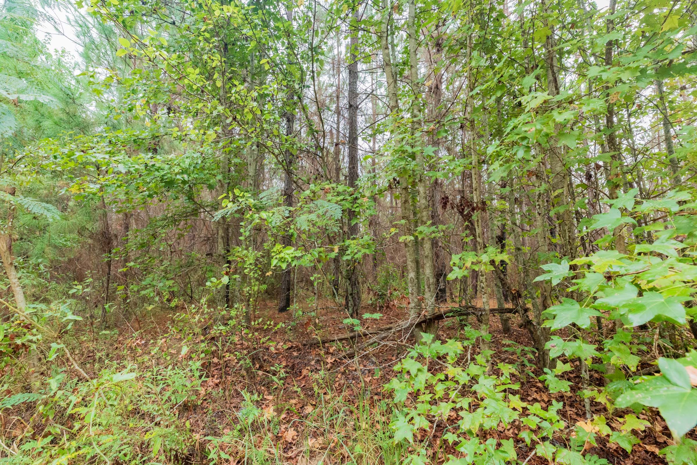 Jackson’s Gap Tract 2 photo 7