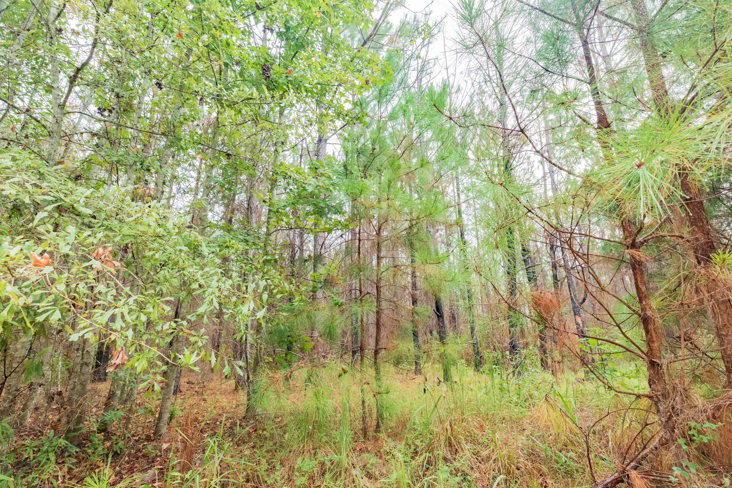 Jackson’s Gap Tract 2 photo 8