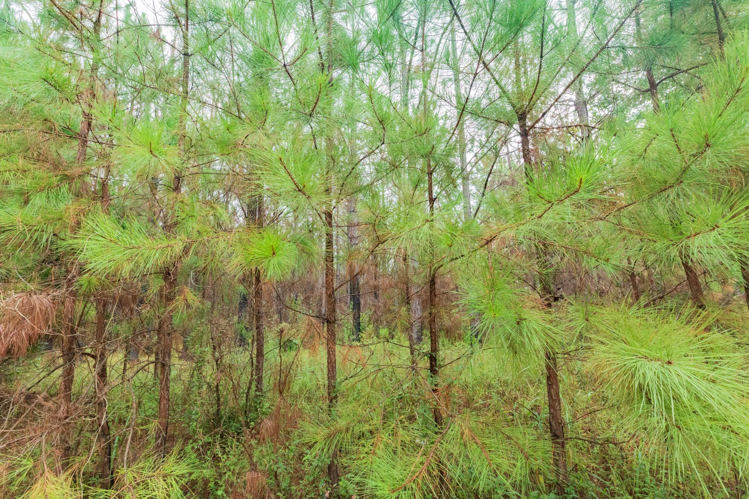 Jackson’s Gap Tract 2 photo 9