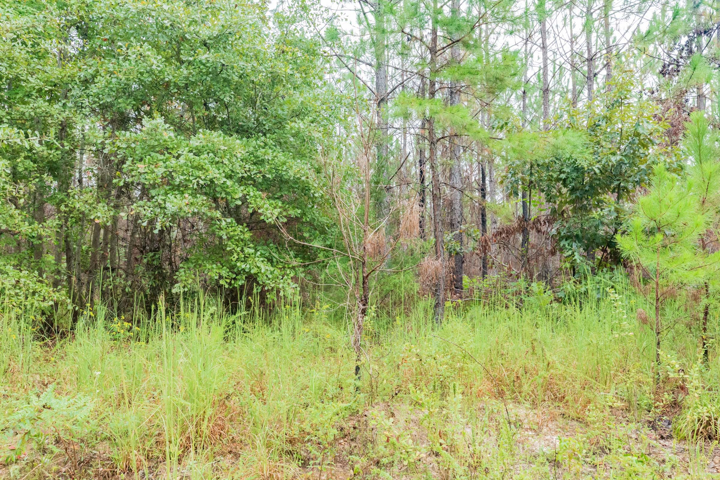 Jackson’s Gap Tract 2 photo 10