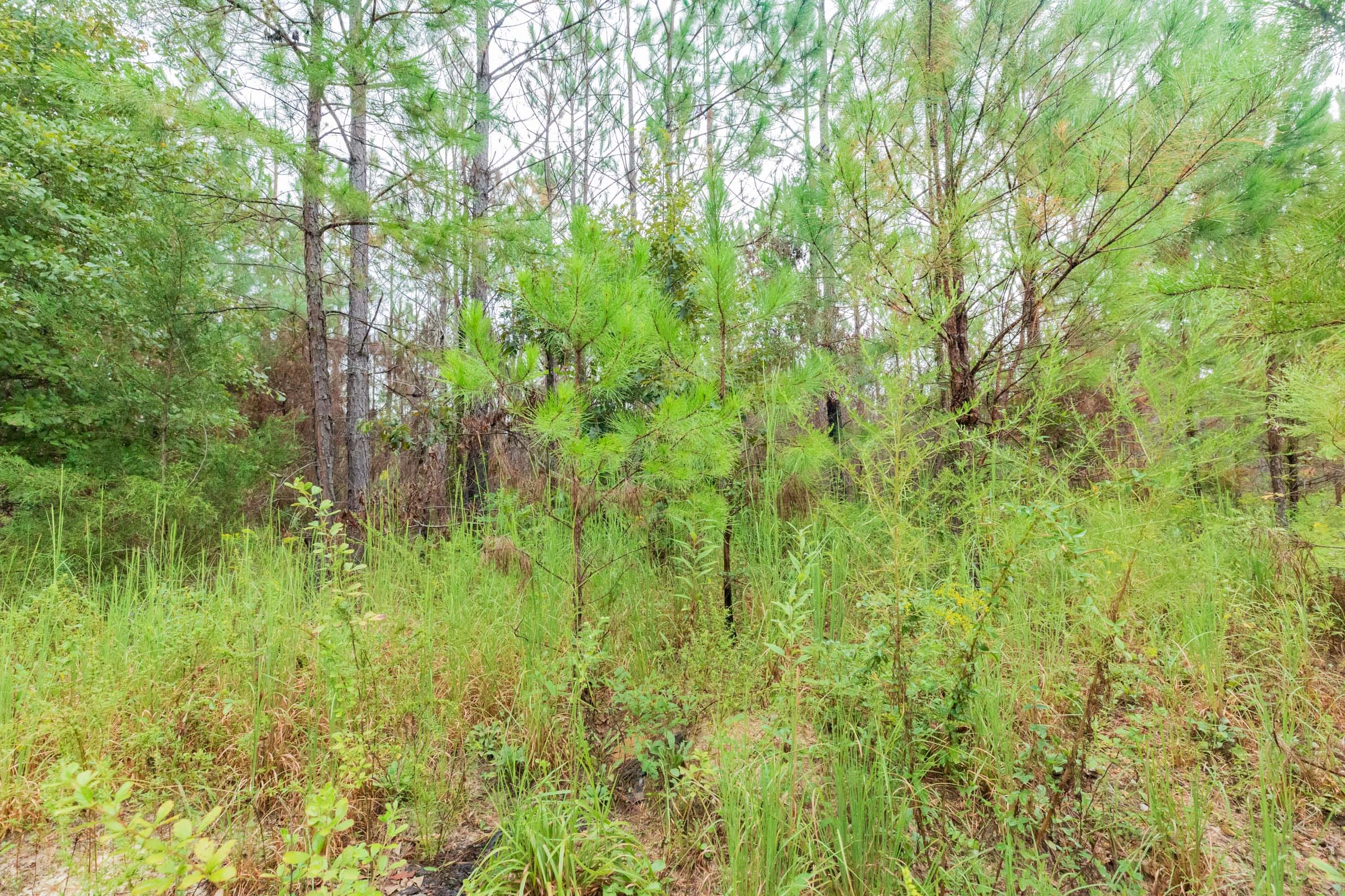 Jackson’s Gap Tract 2 photo 11