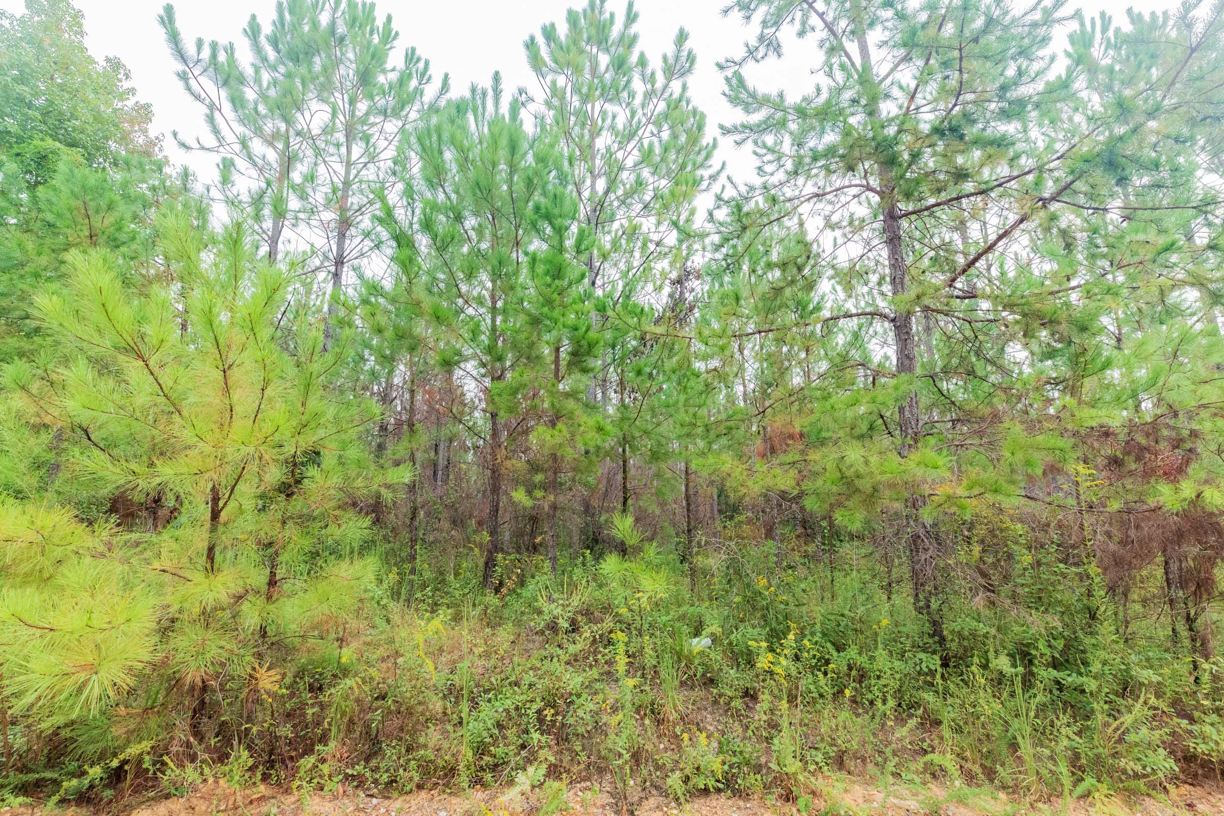 Jackson’s Gap Tract 2 photo 14
