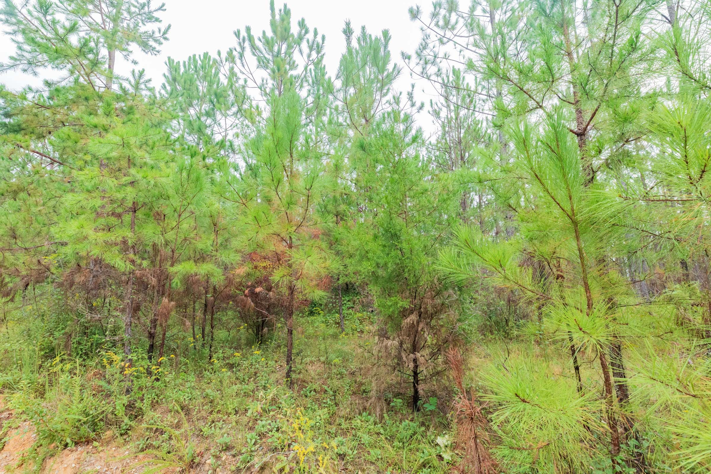 Jackson’s Gap Tract 2 photo 15
